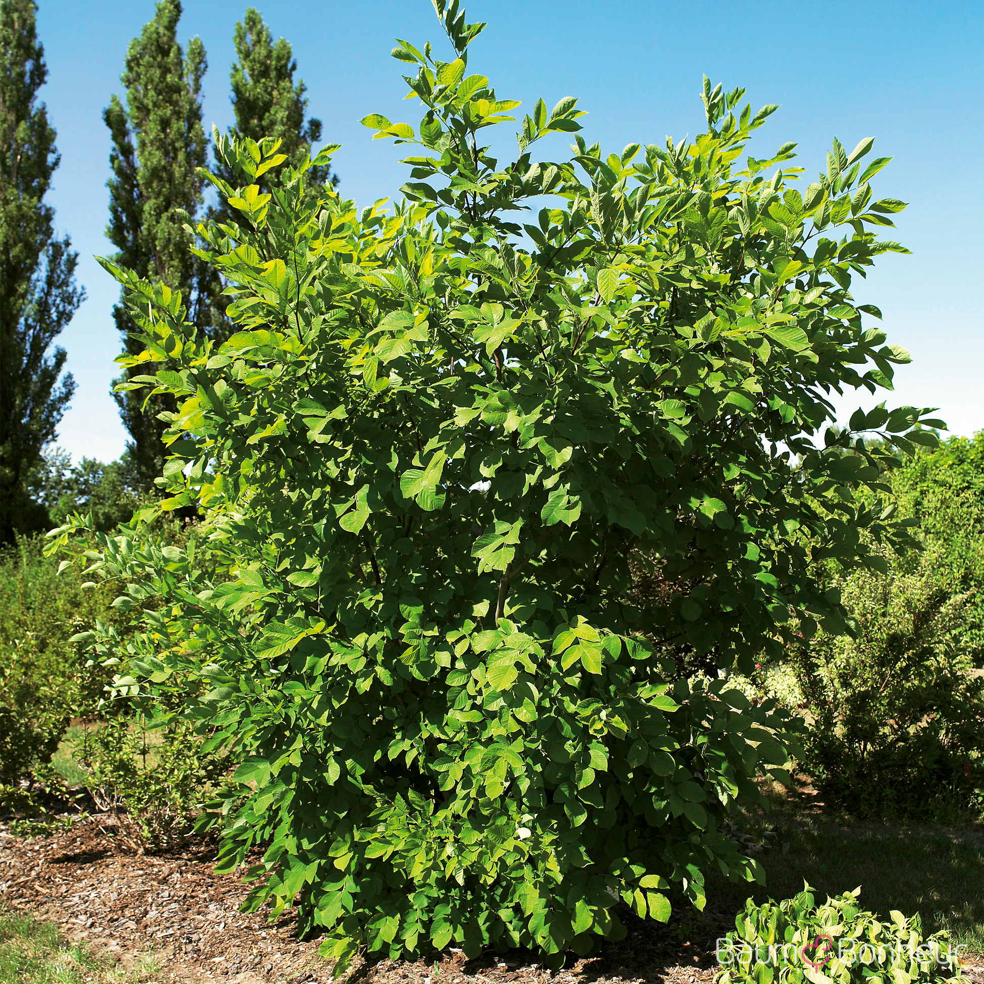 Cladrastis lutea