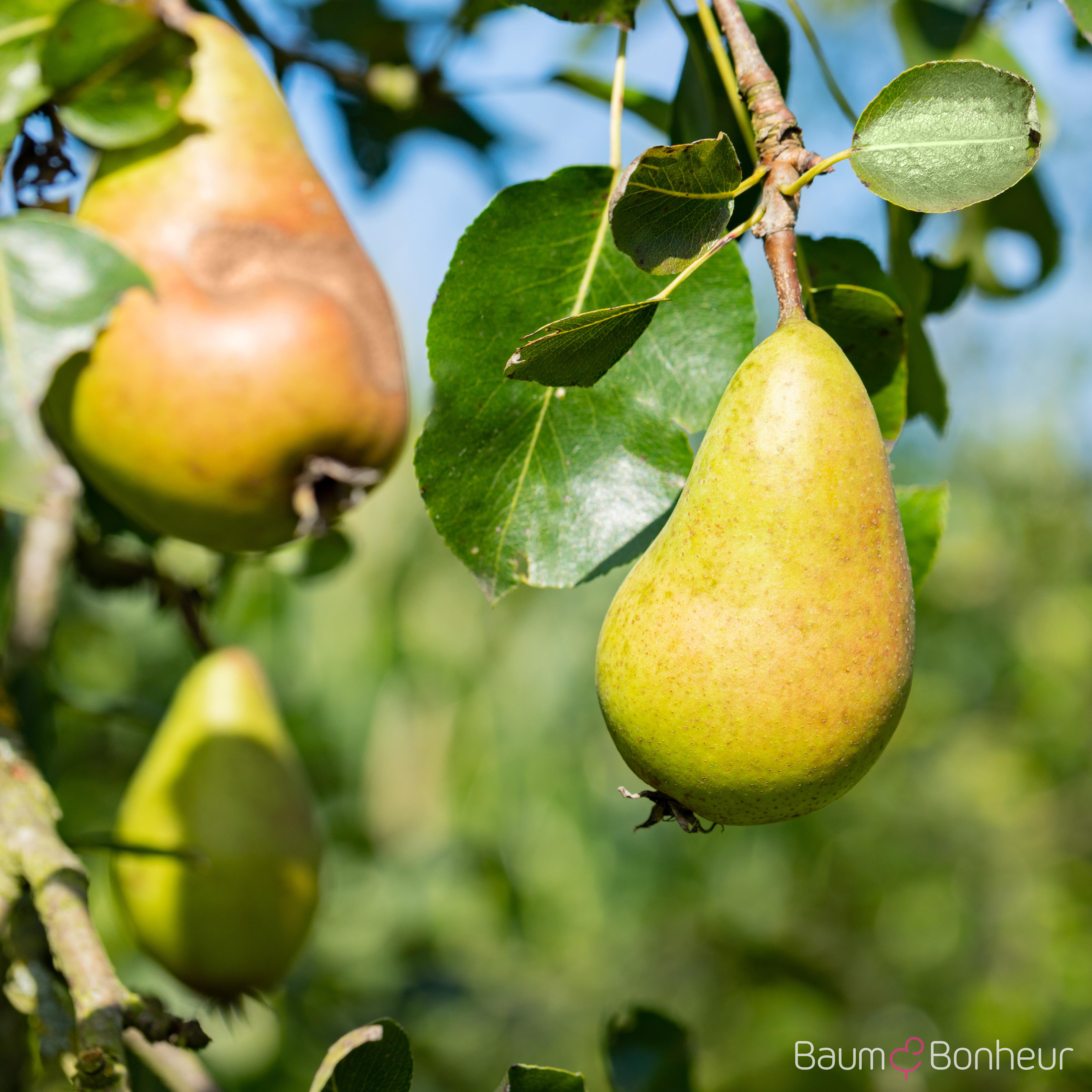 Pyrus communis 'Conference'