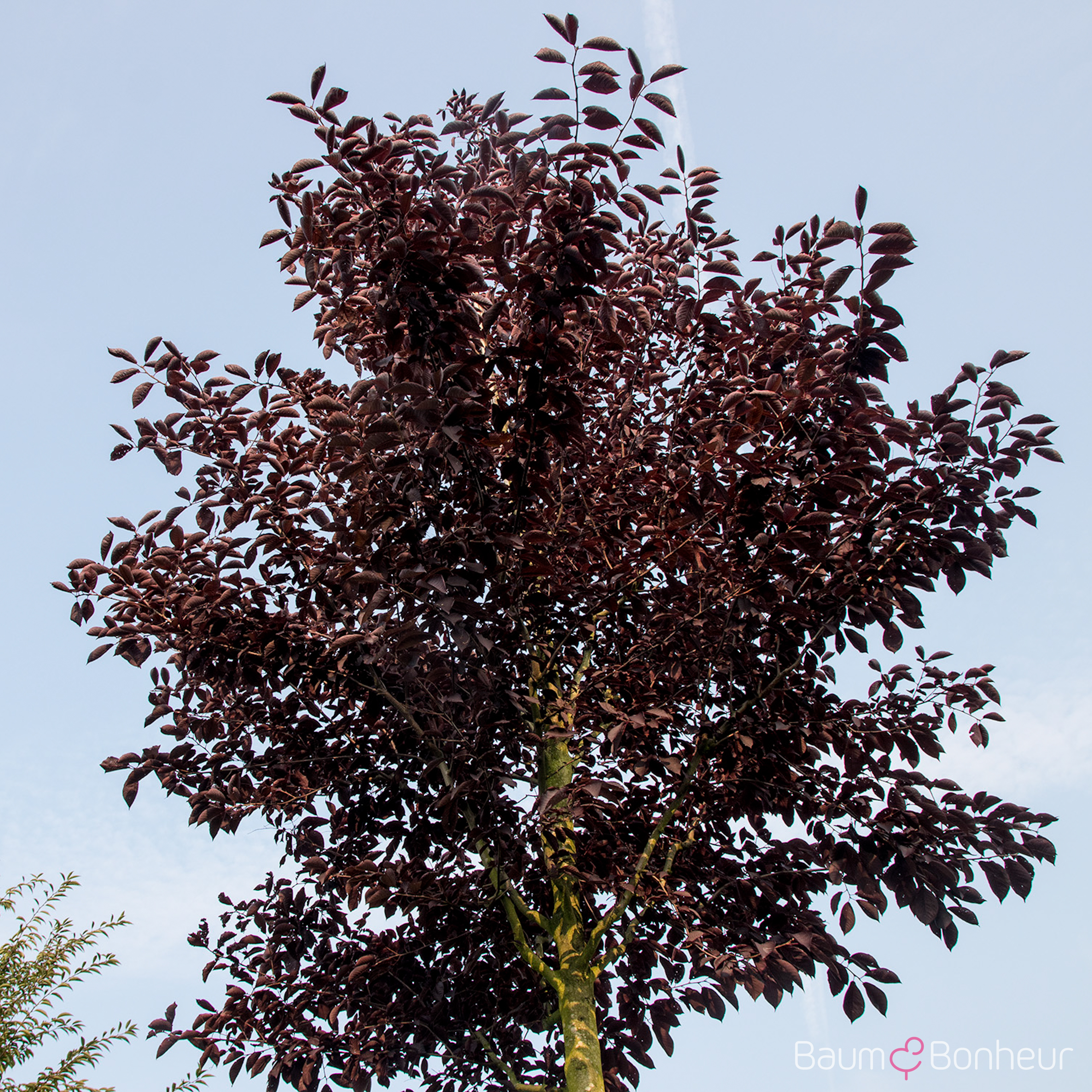 Prunus virginiana 'Canada Red'