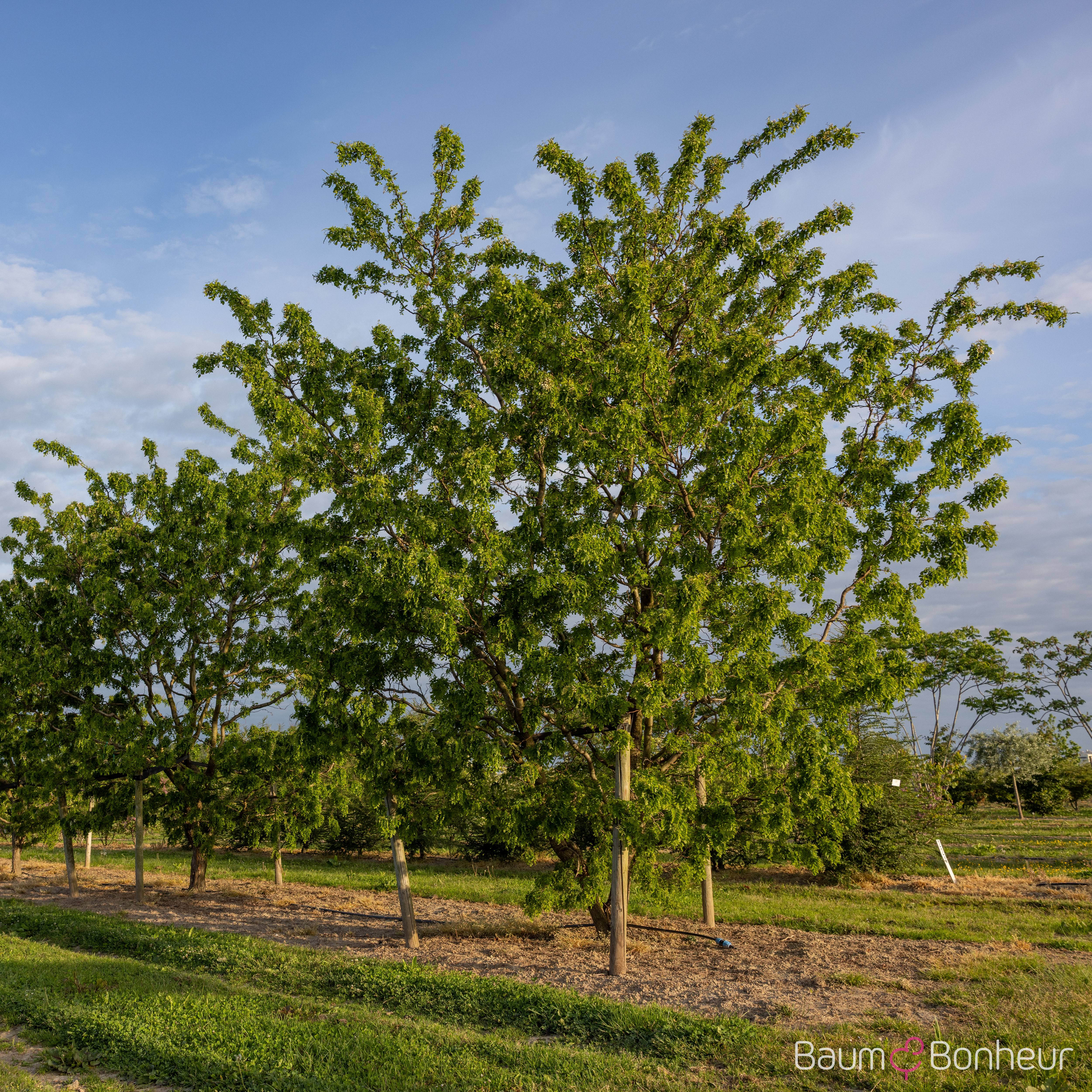 Robinia pseudoacacia 'Tortuosa'