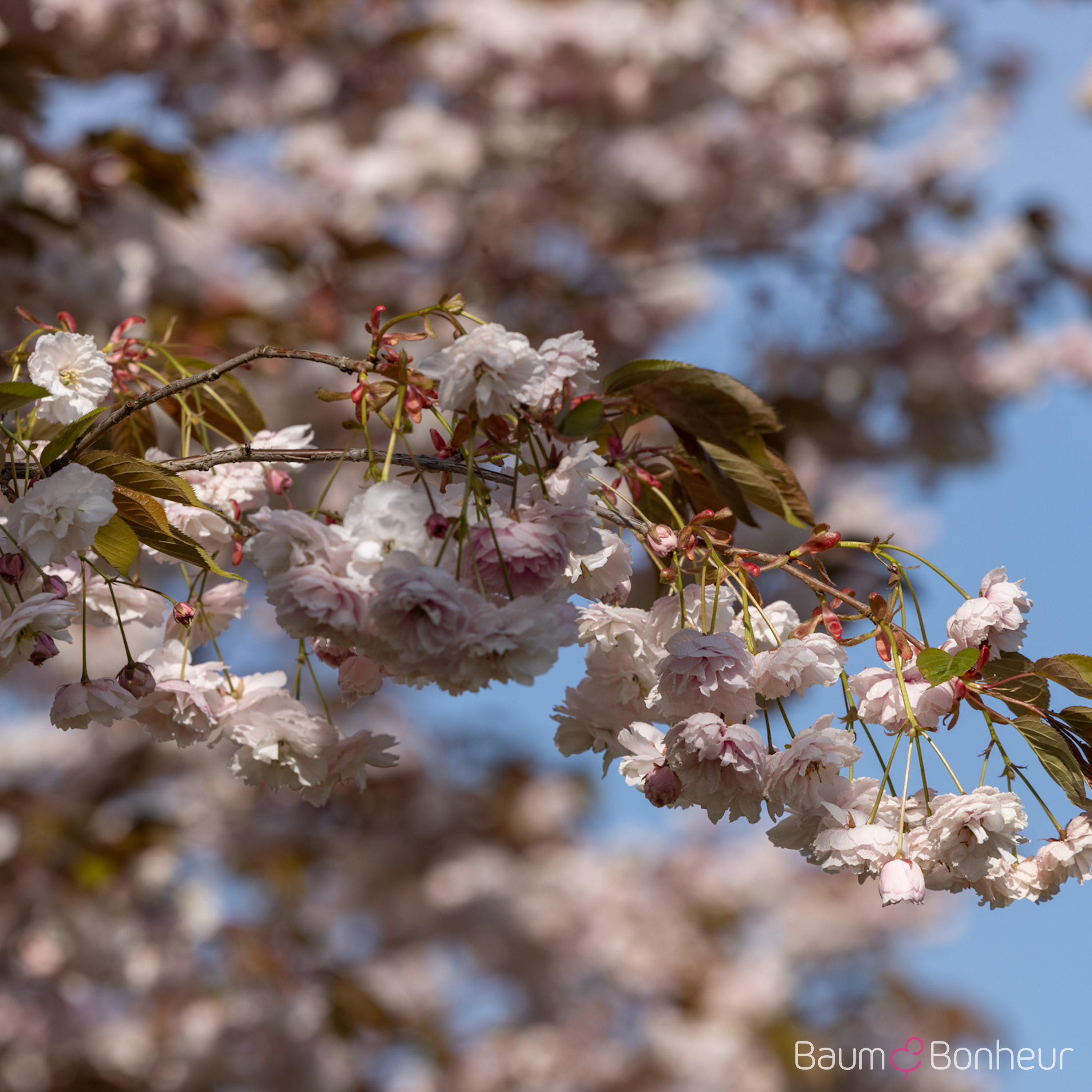 Prunus serrulata 'Shirofugen'