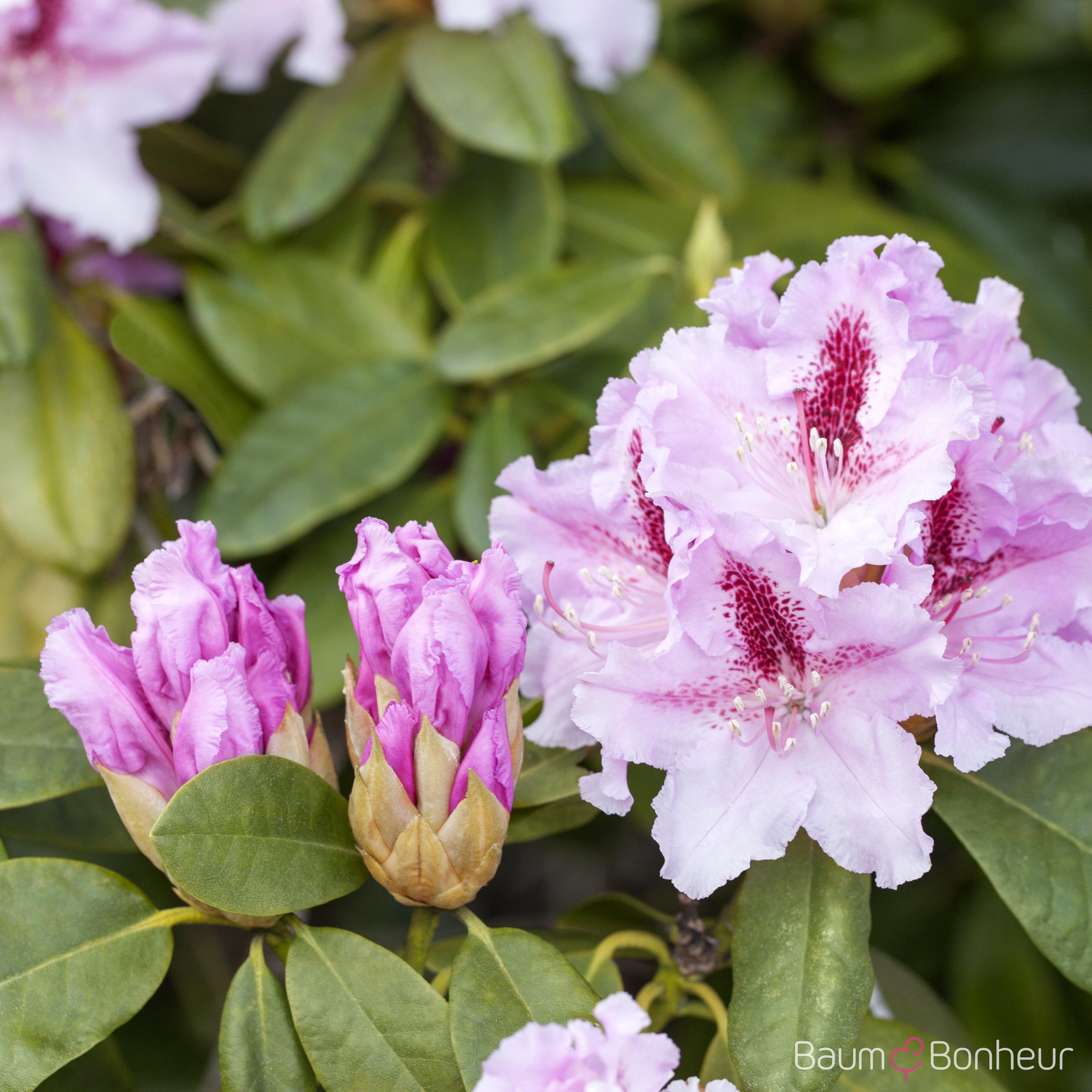 Rhododendron 'Le Progrès'