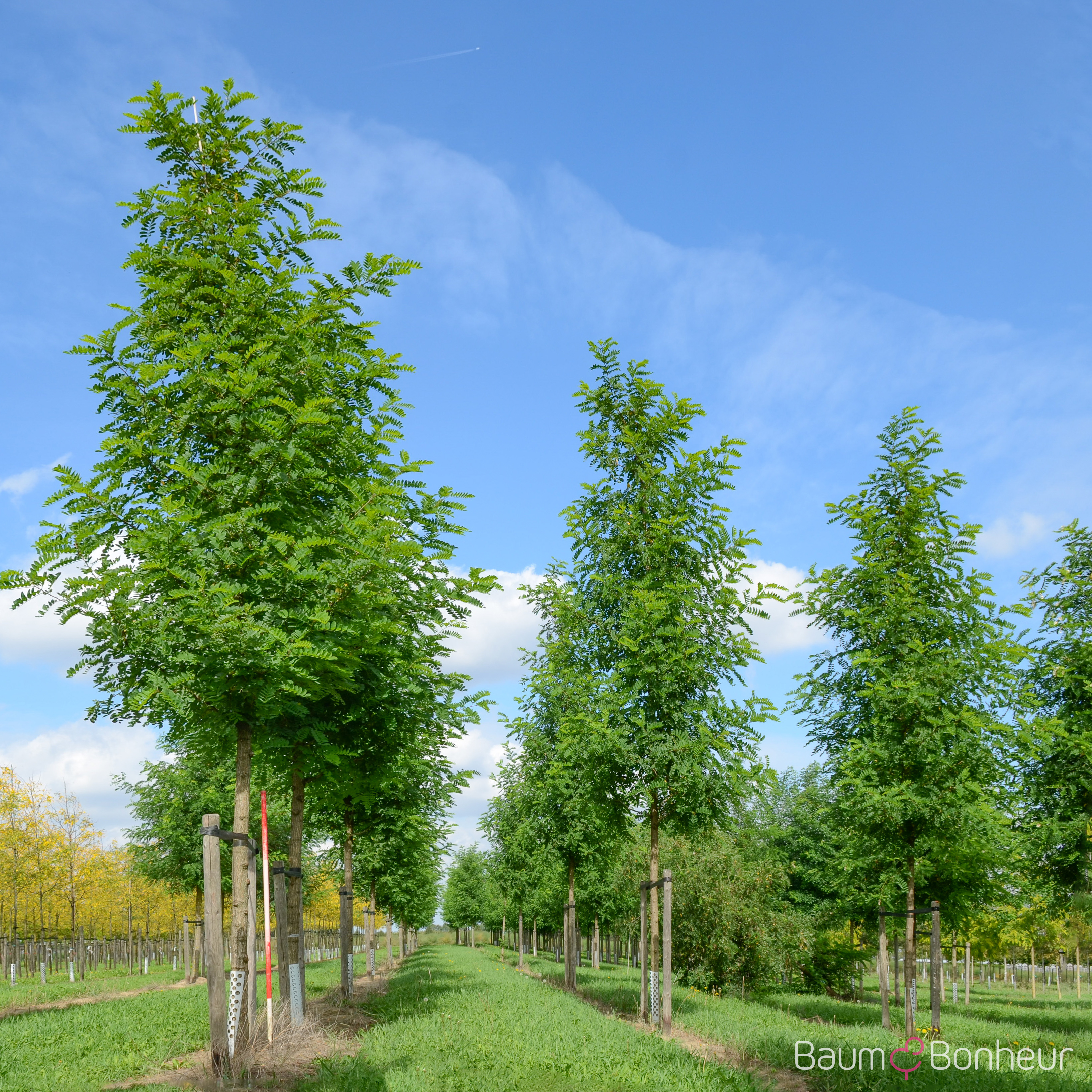 Robinia pseudoacacia