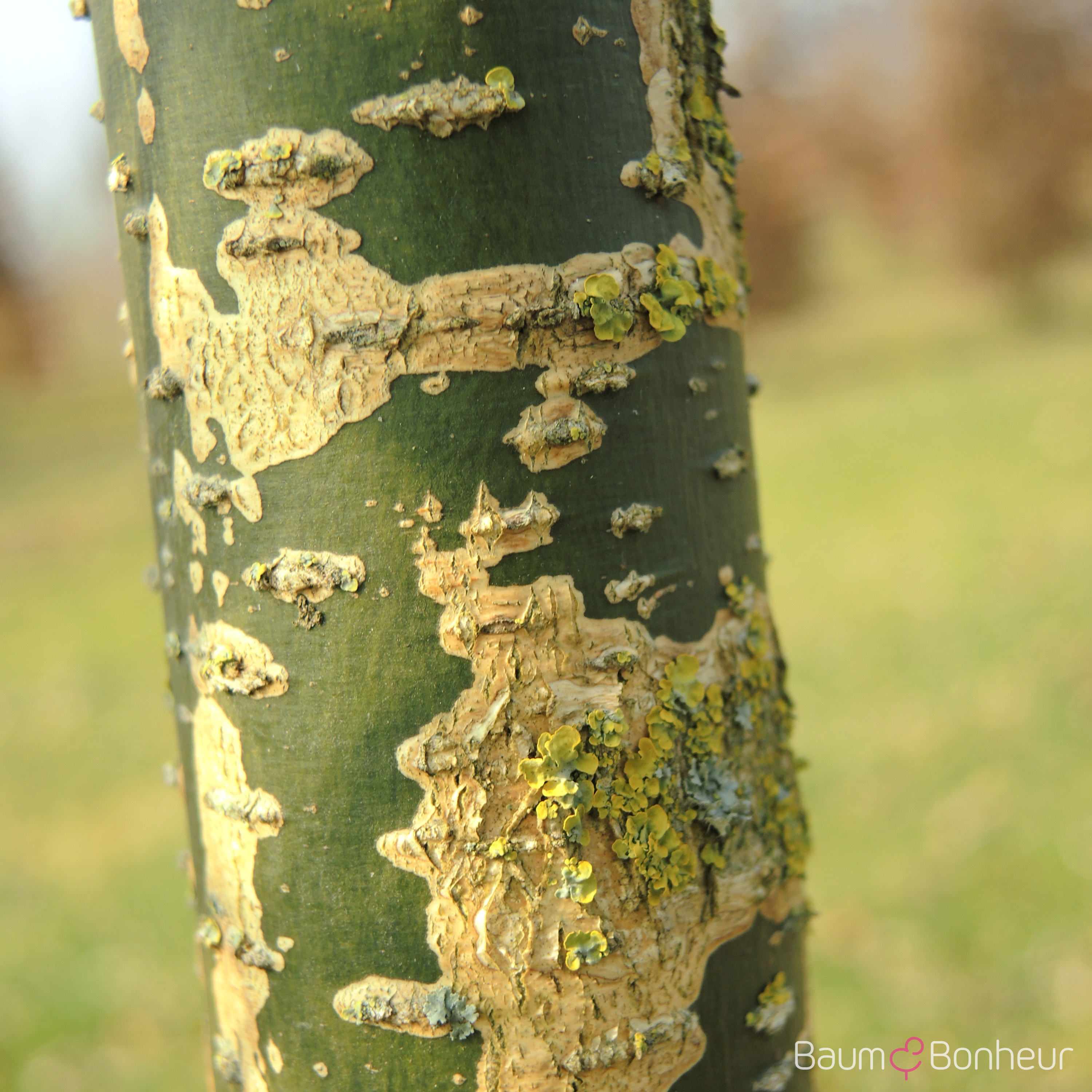 Sophora japonica