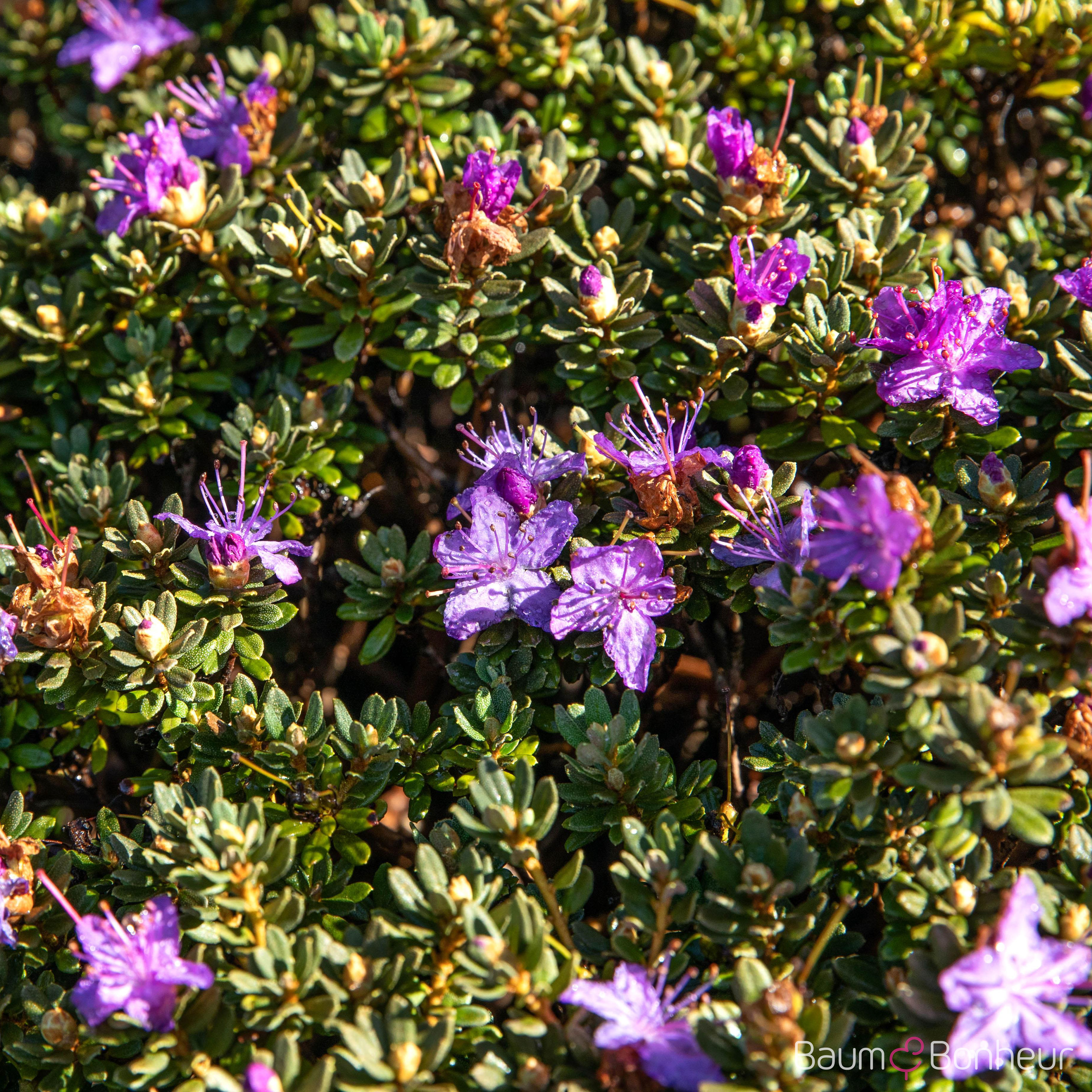 Rhododendron impeditum