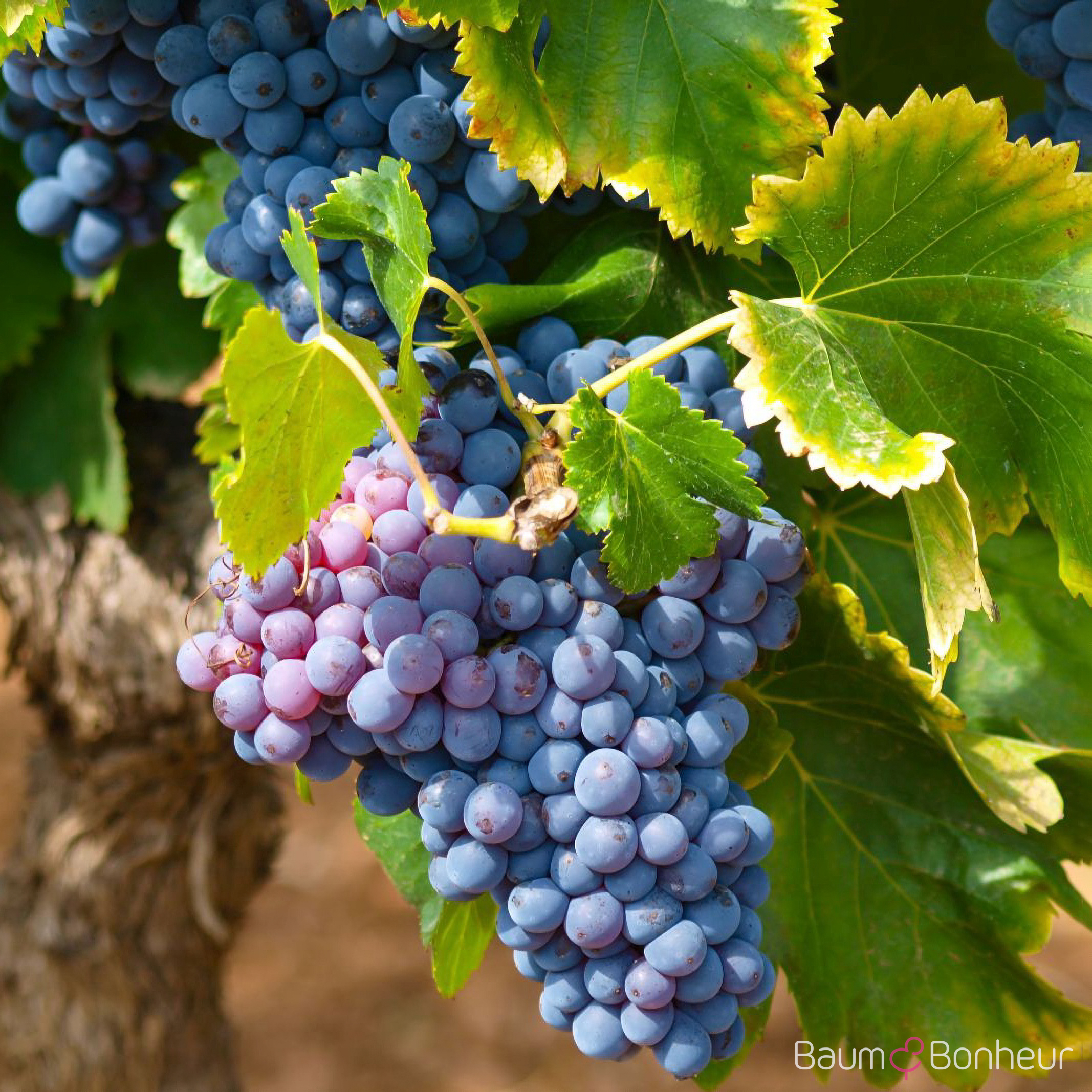Vitis vinifera 'Muscat Bleu'