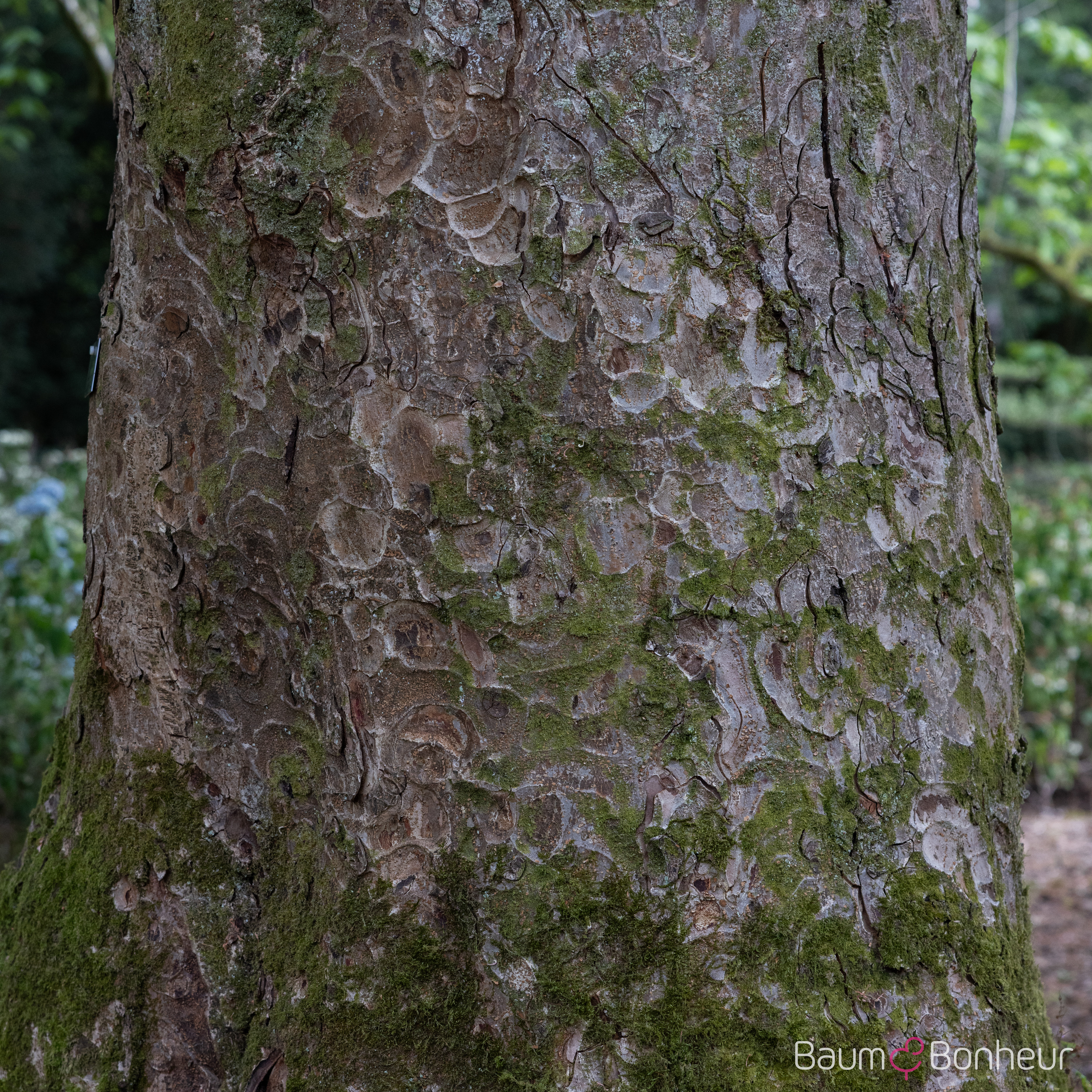 Aesculus indica