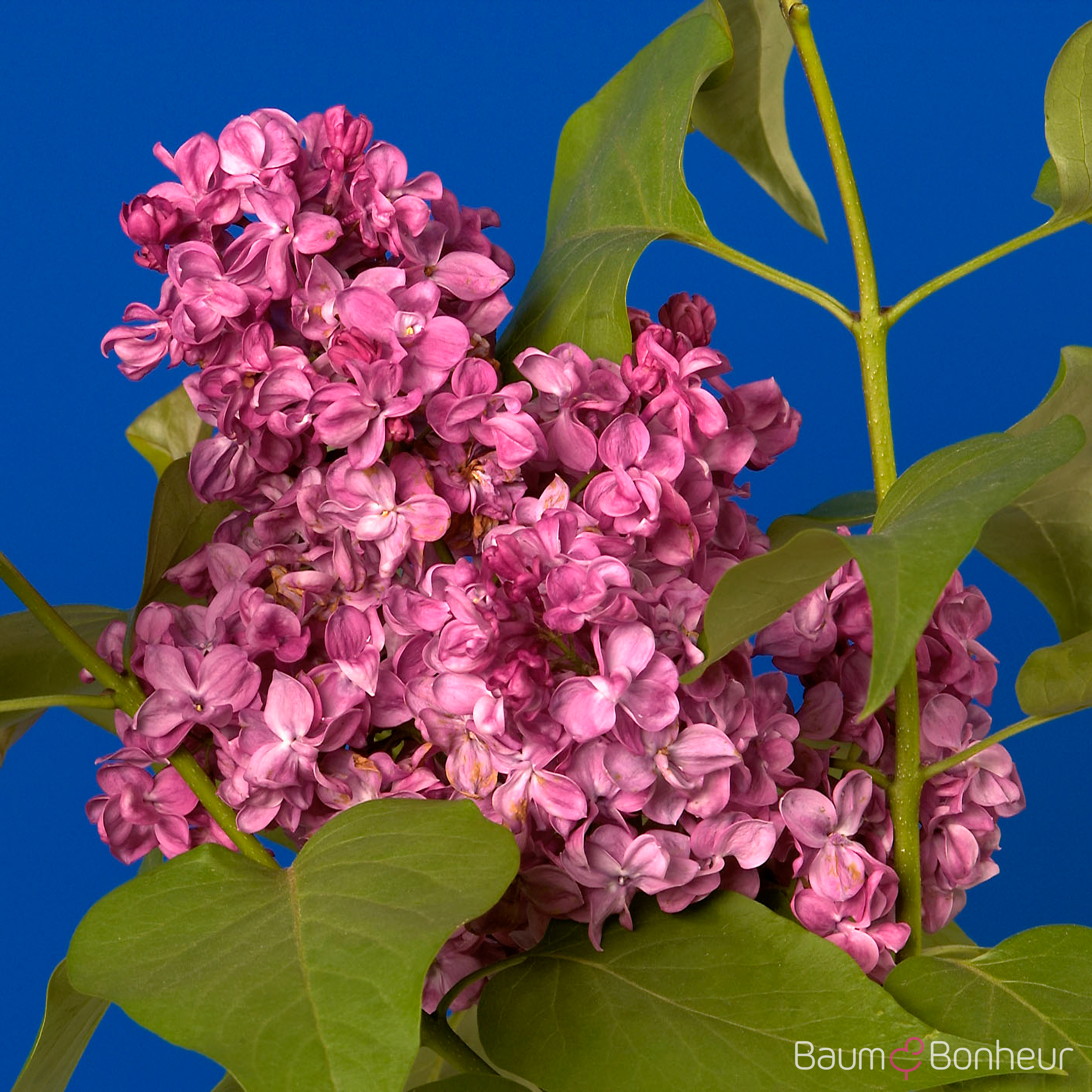 Syringa vulgaris 'Prince Wolkonsky'