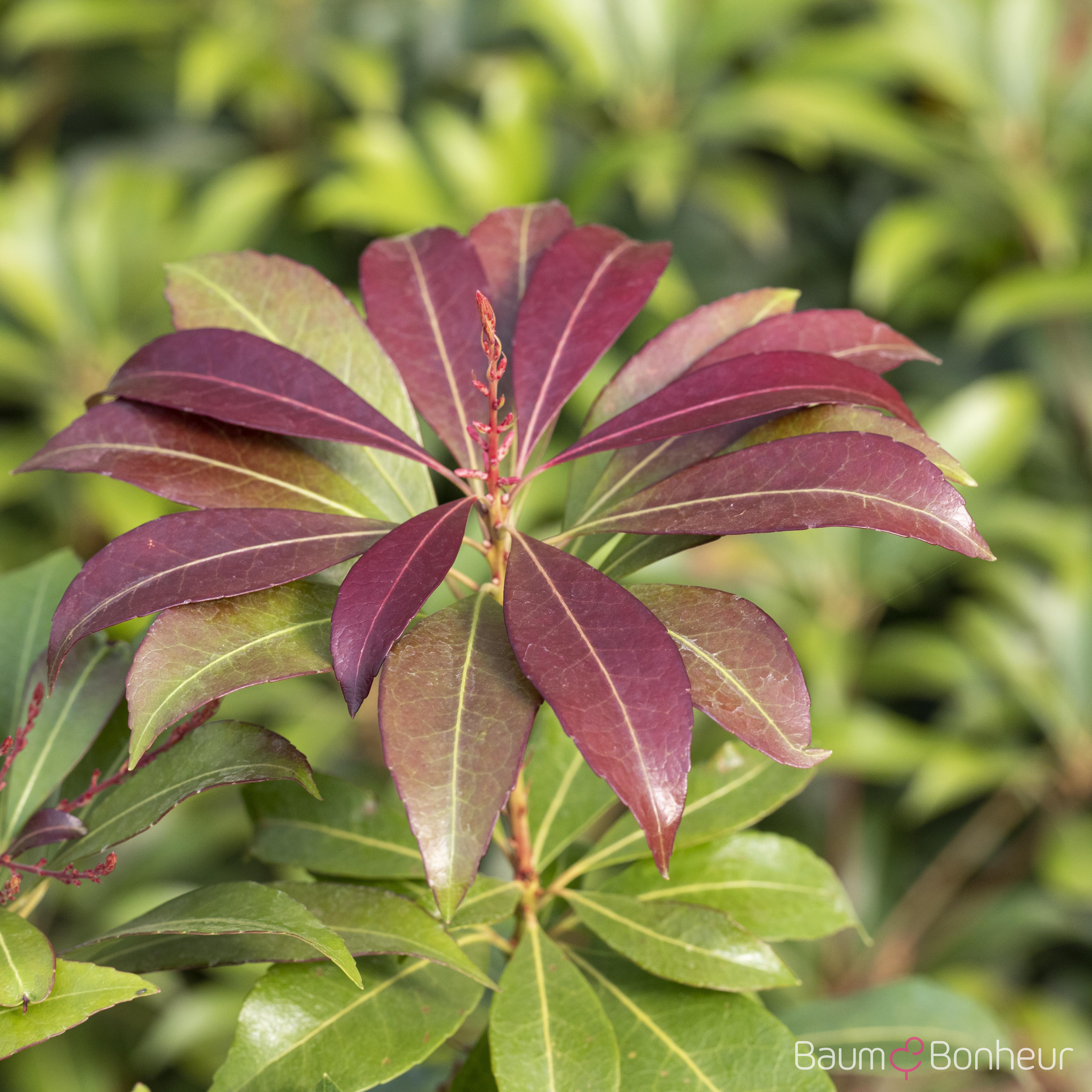 Pieris japonica 'Red Mill'
