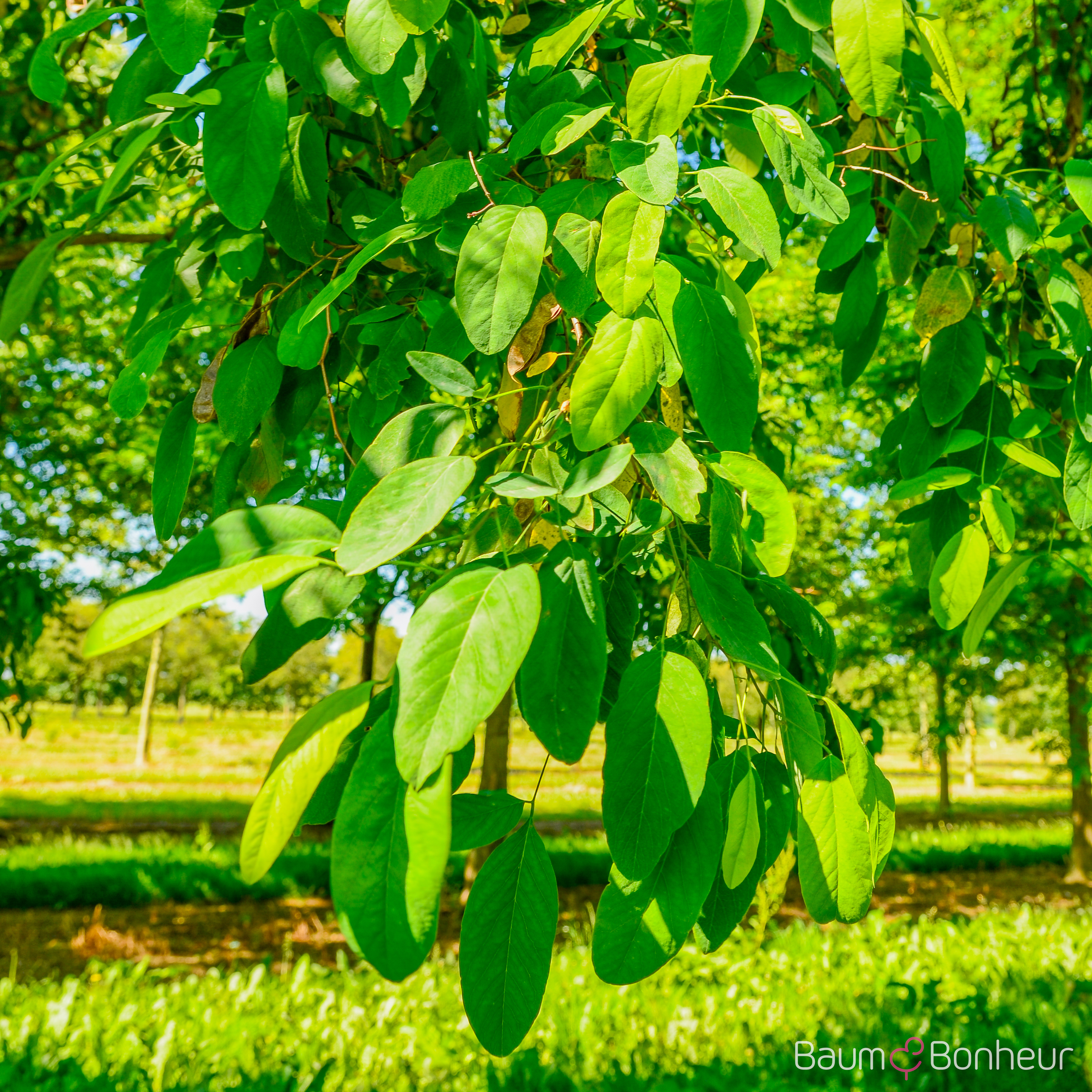 Robinia pseudoacacia 'Semperflorens'