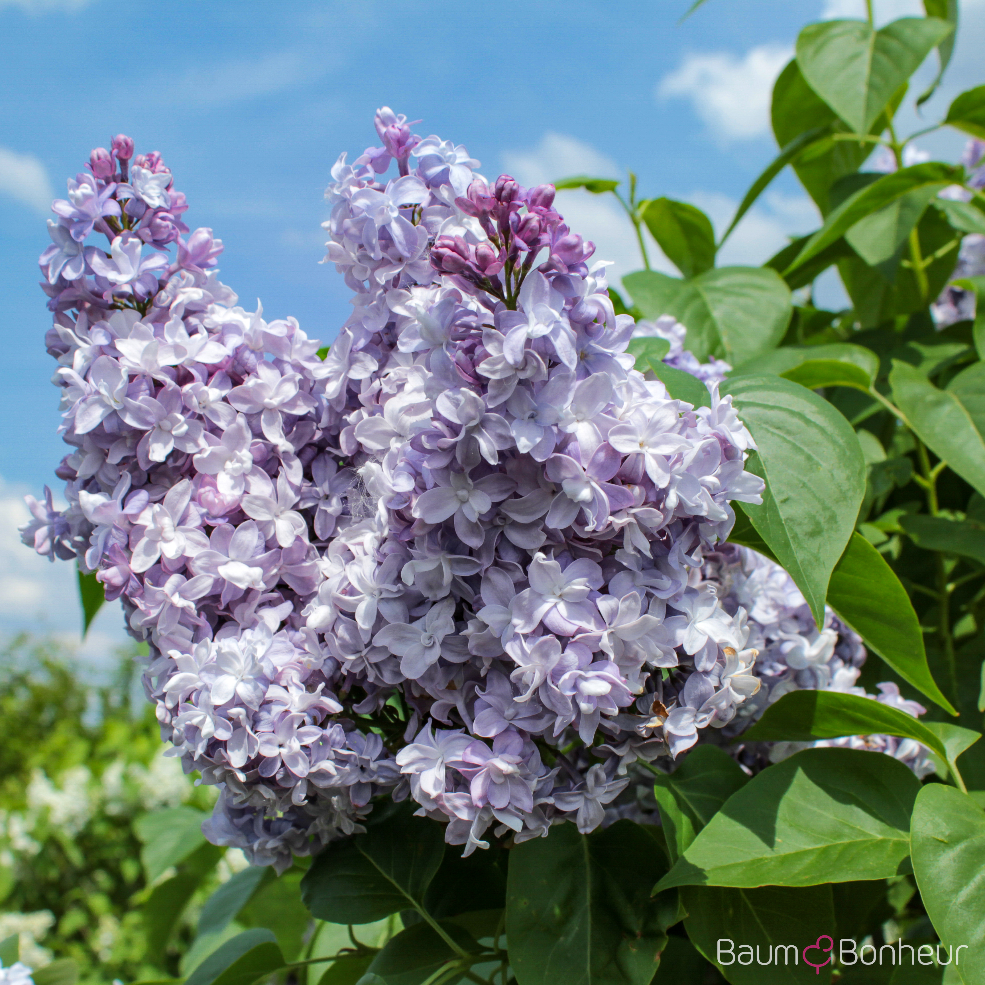 Syringa vulgaris 'President Lincoln'