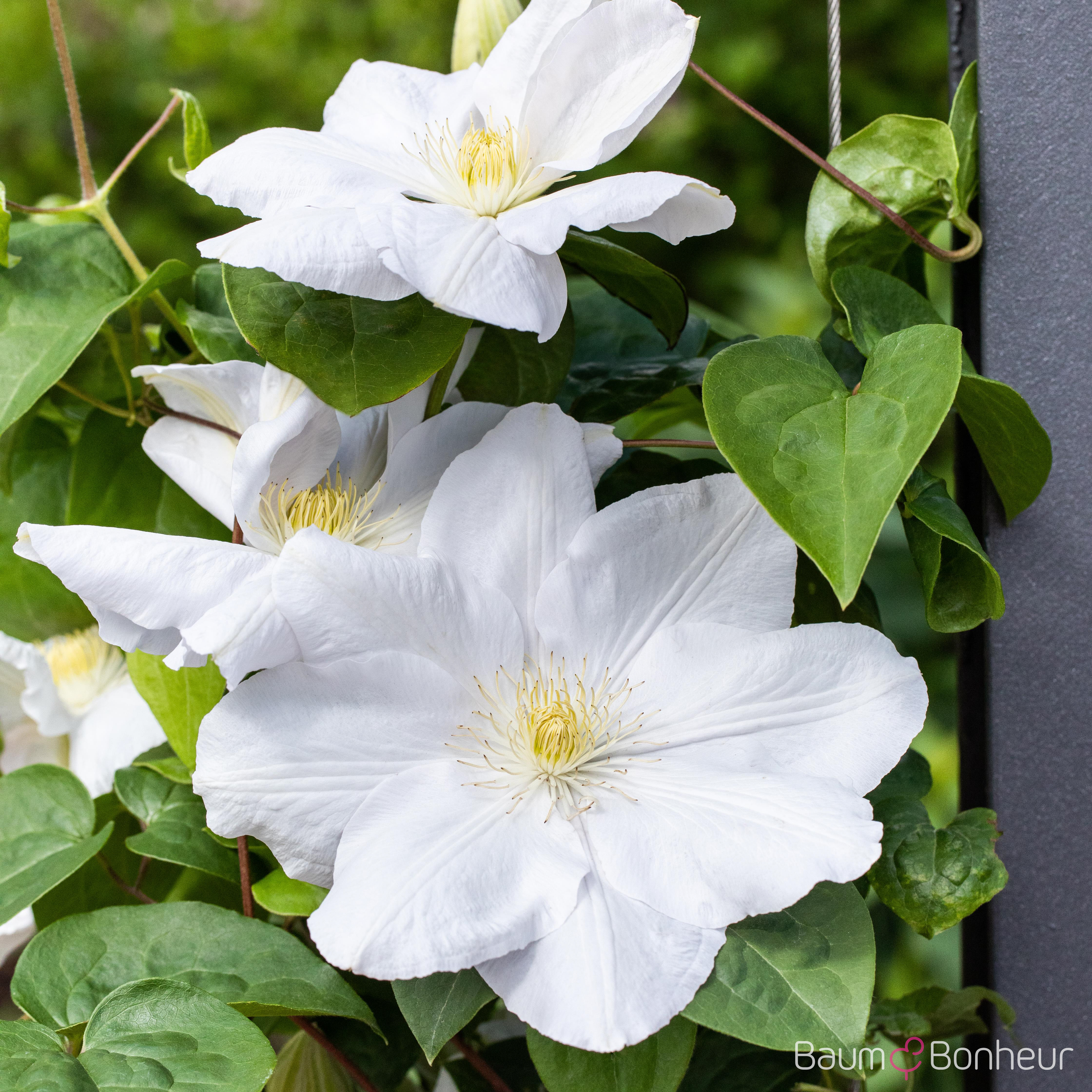 Clematis 'Madame Le Coultre'