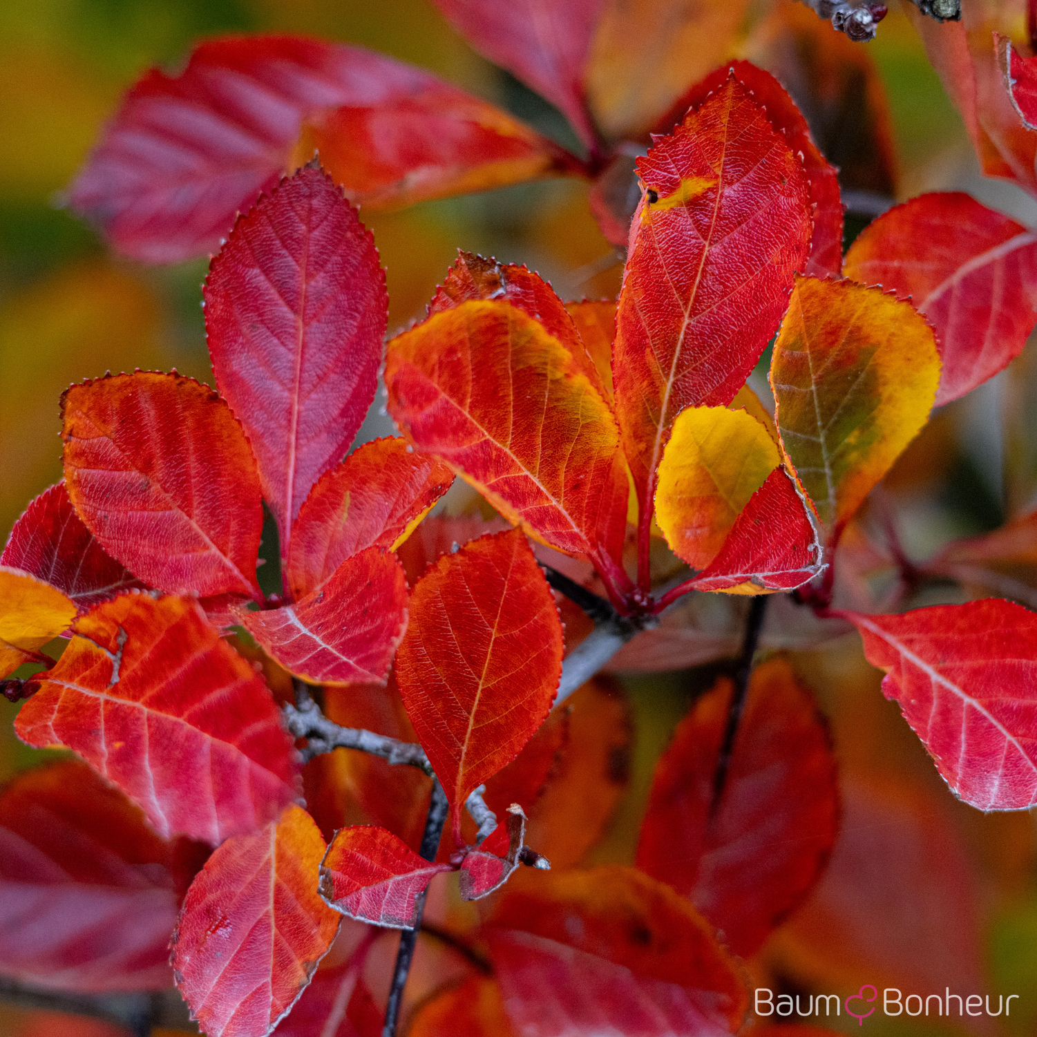 Crataegus persimilis 'Splendens'