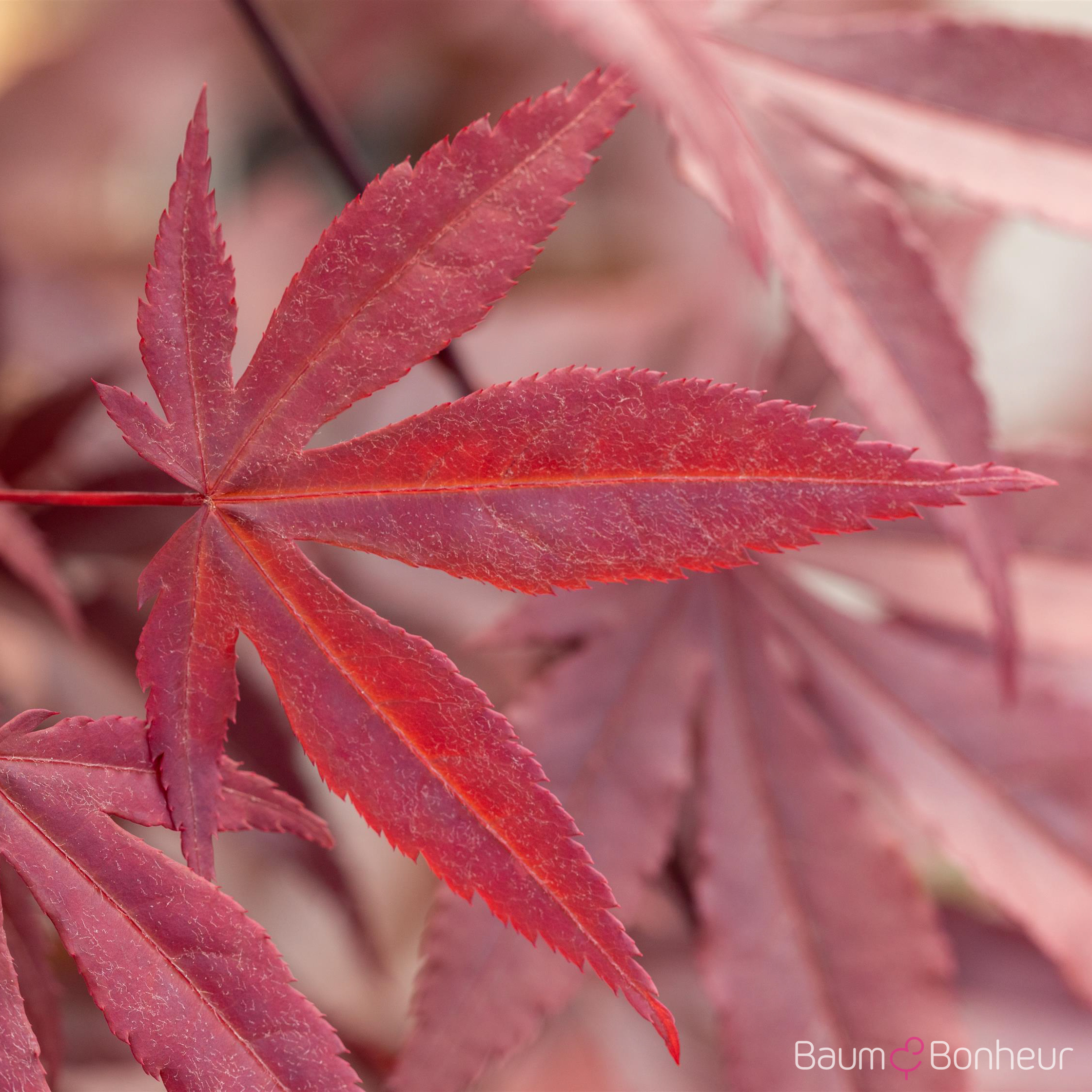 Acer palmatum 'Fireglow'