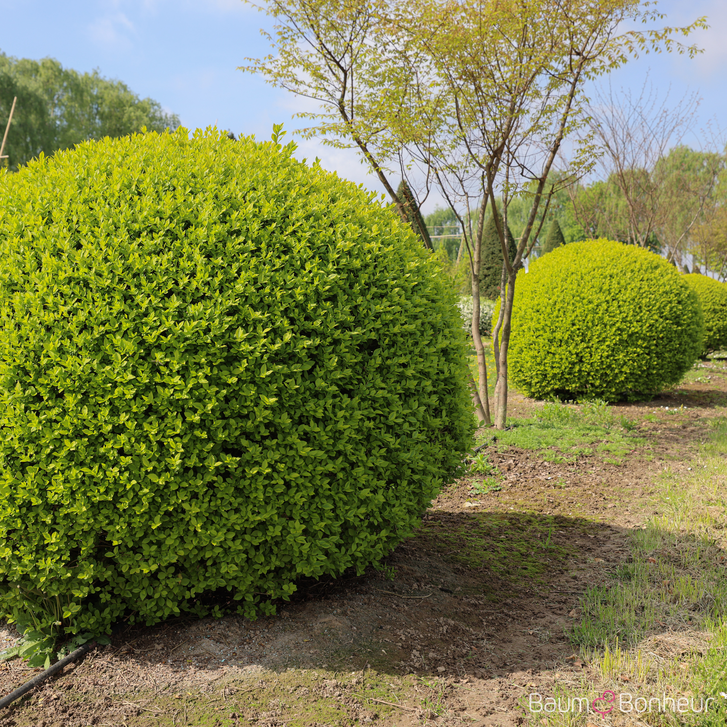Ligustrum ovalifolium 'Aureum'