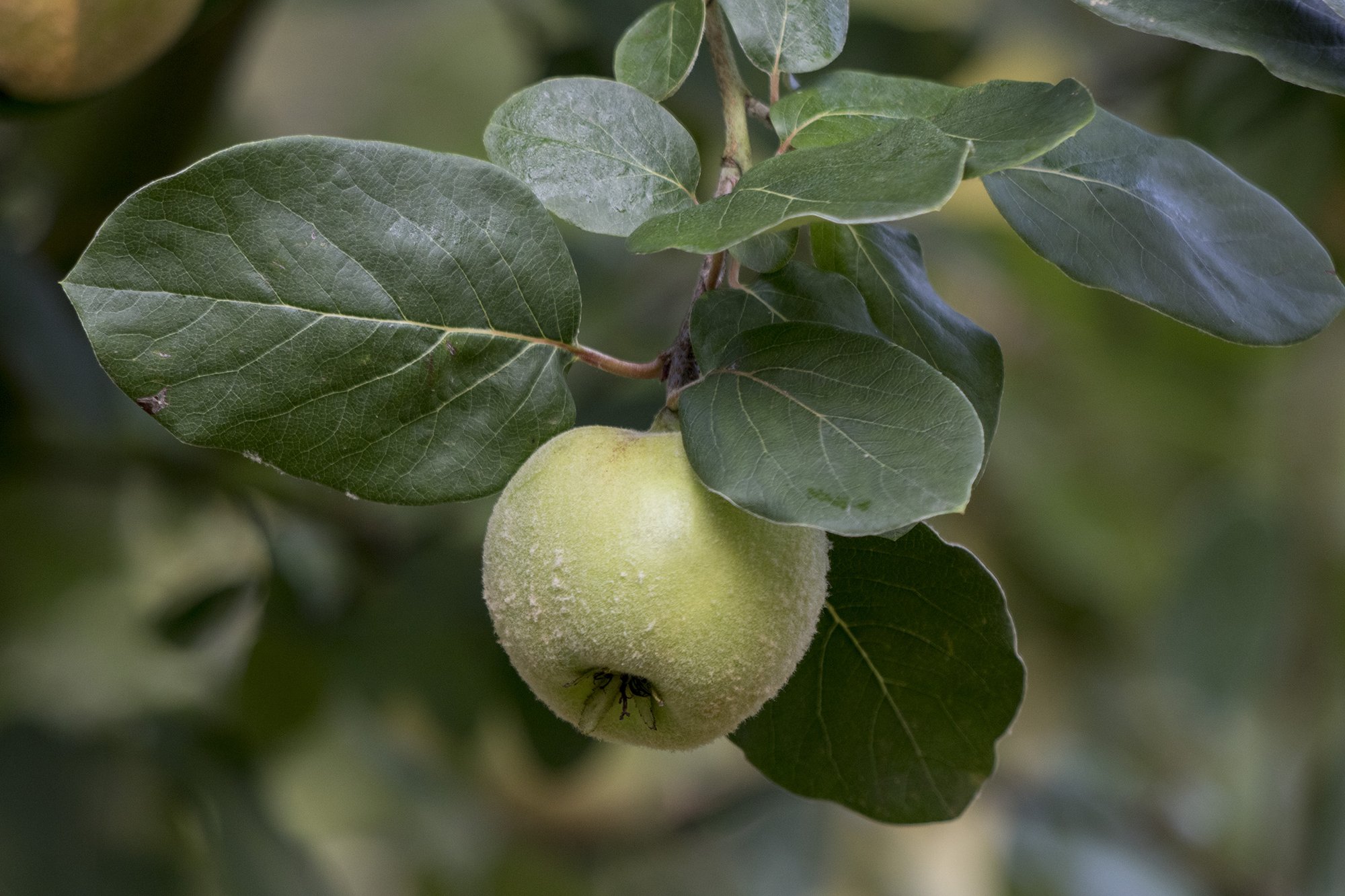 Obst