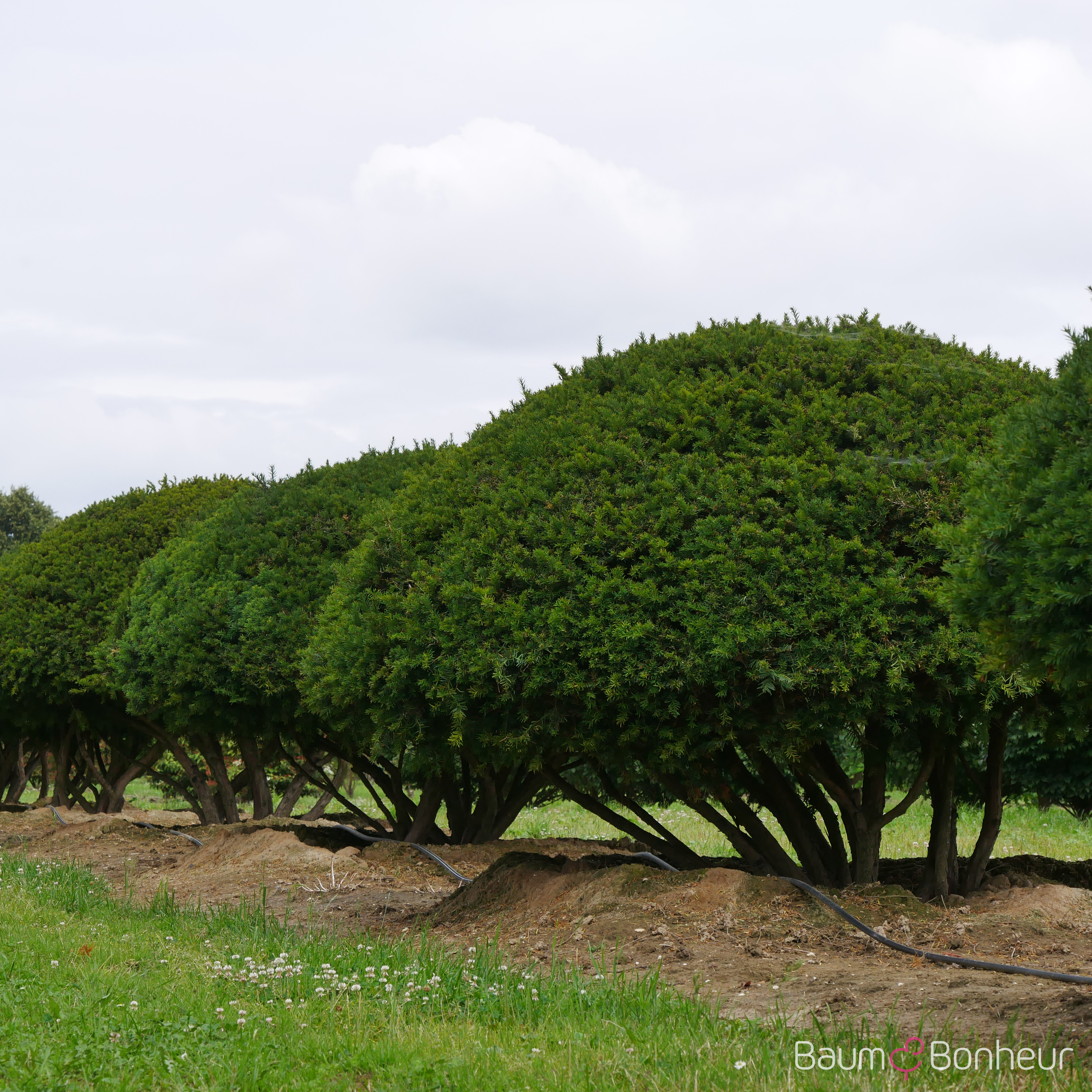 Taxus baccata
