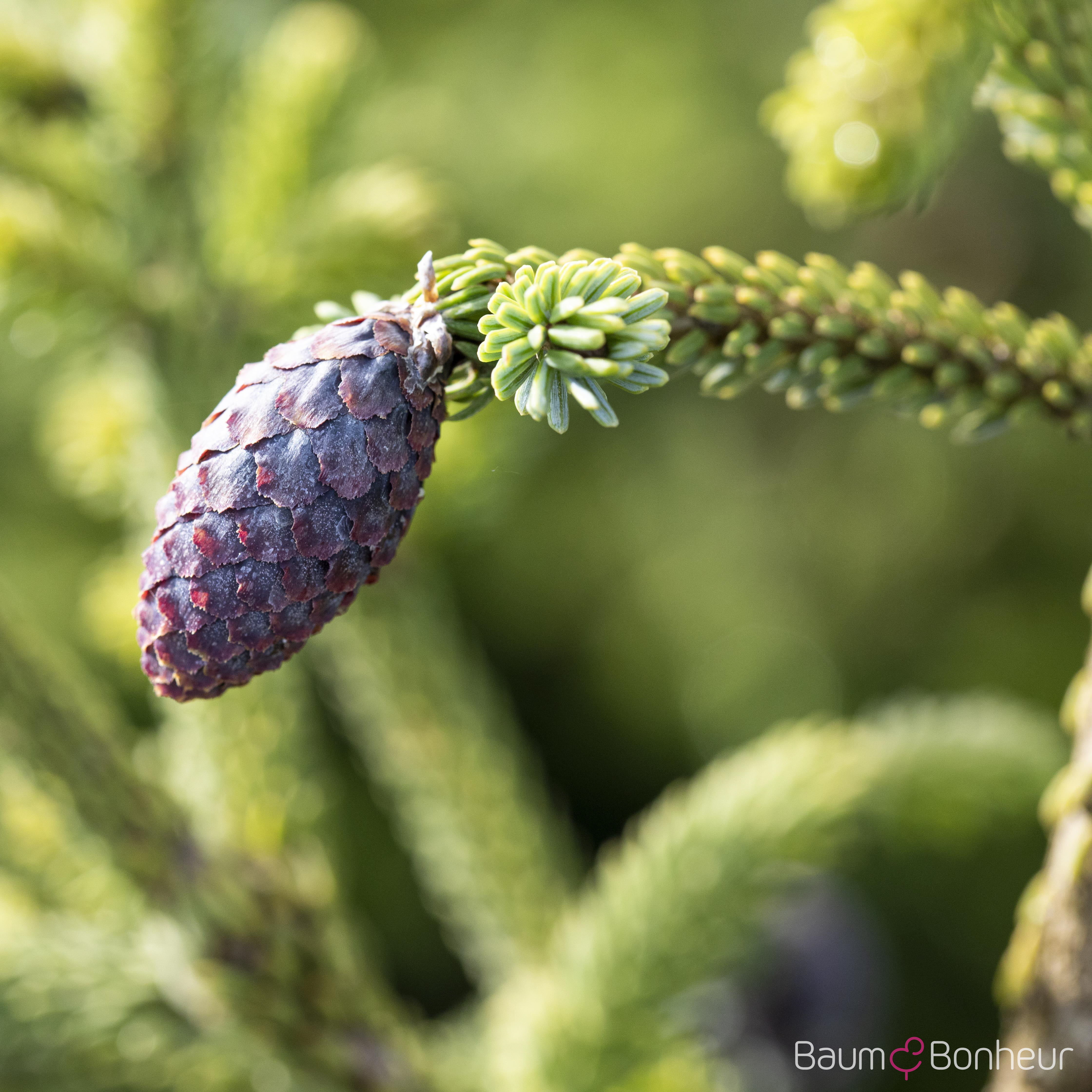 Picea orientalis
