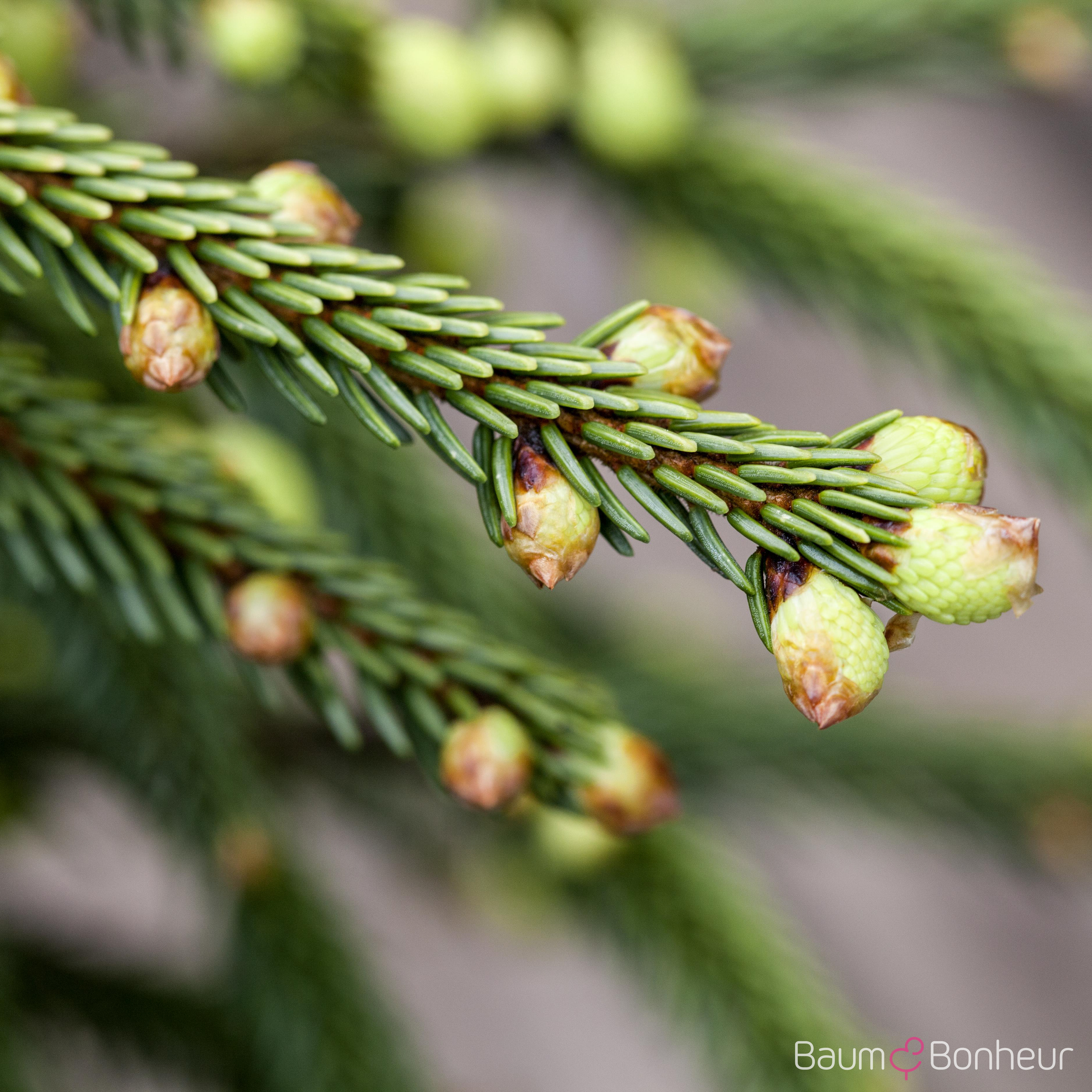 Picea orientalis 'Aureospicata'