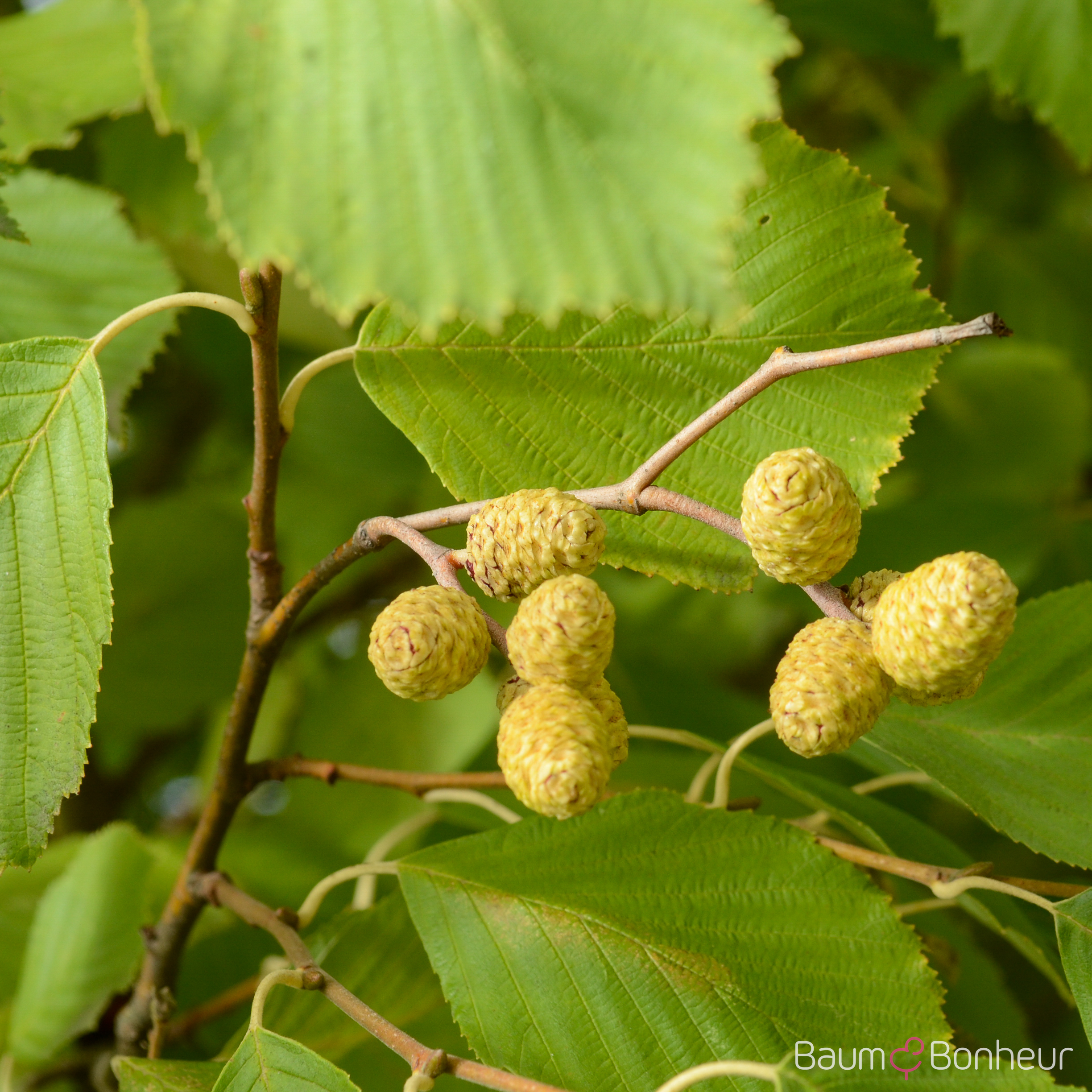 Alnus incana 'Aurea'
