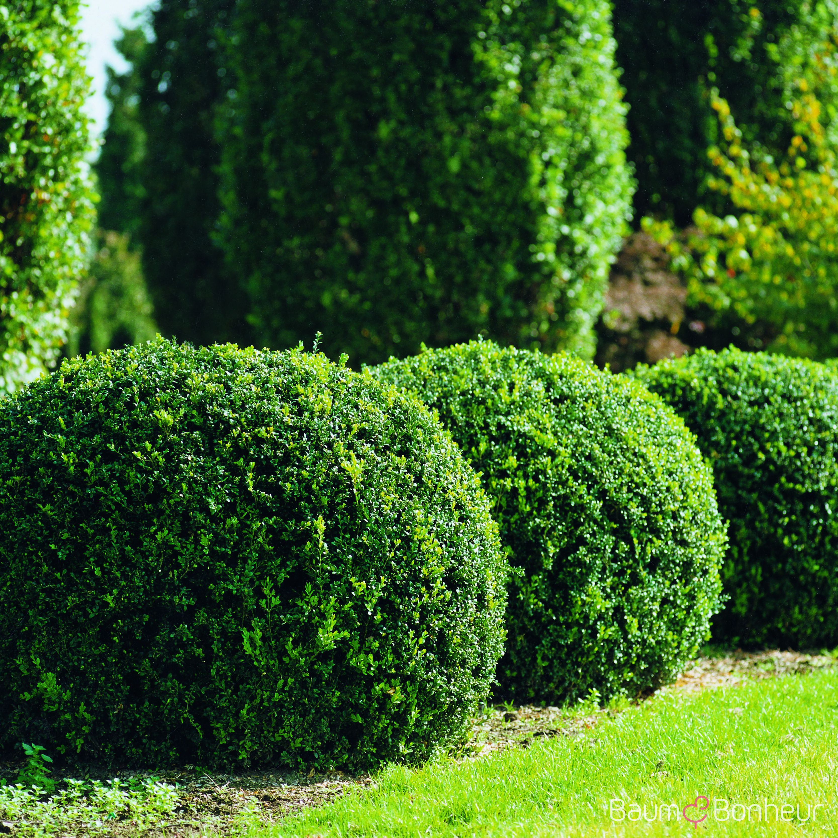 Buxus sempervirens var. arborescens