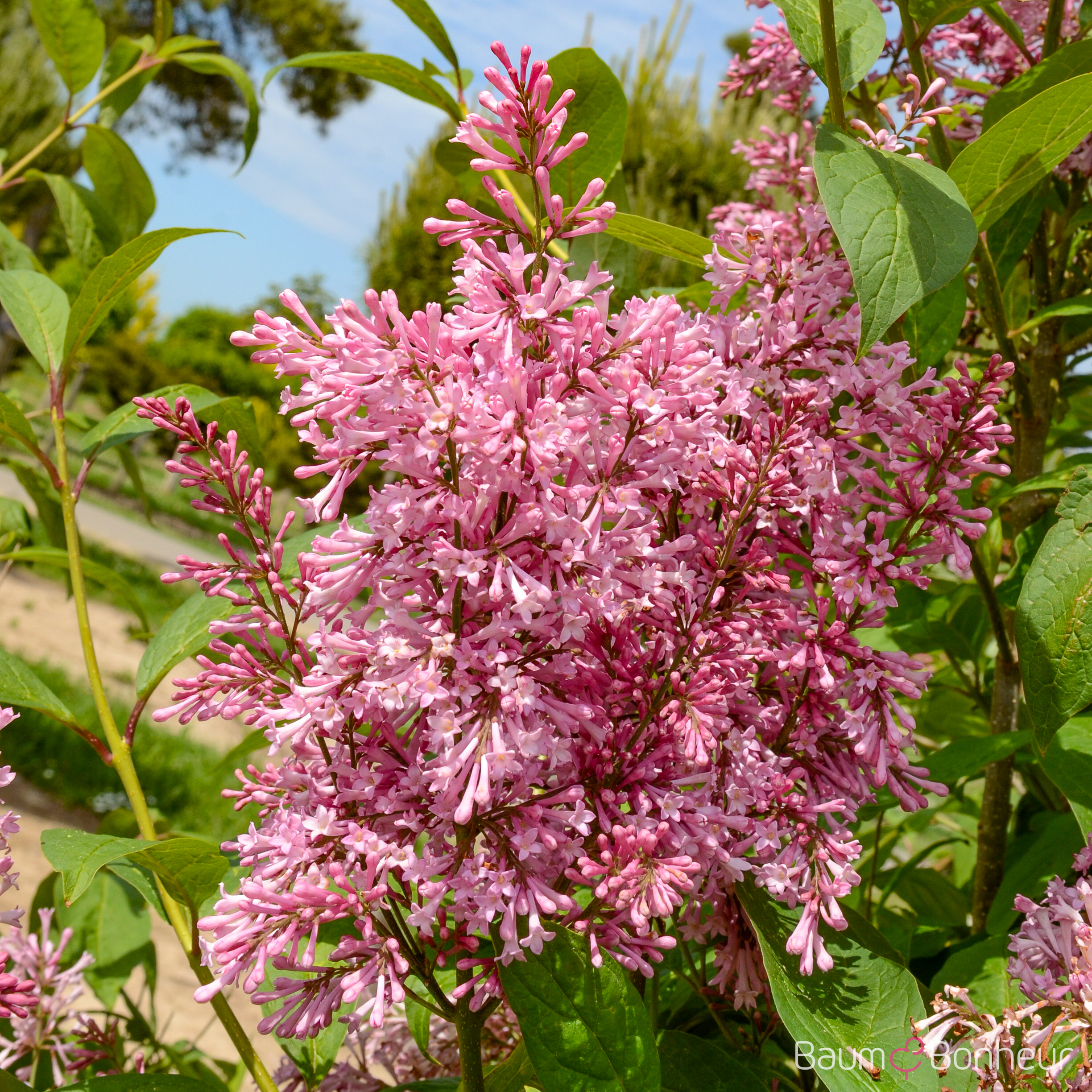 Syringa prestoniae 'Royalty'