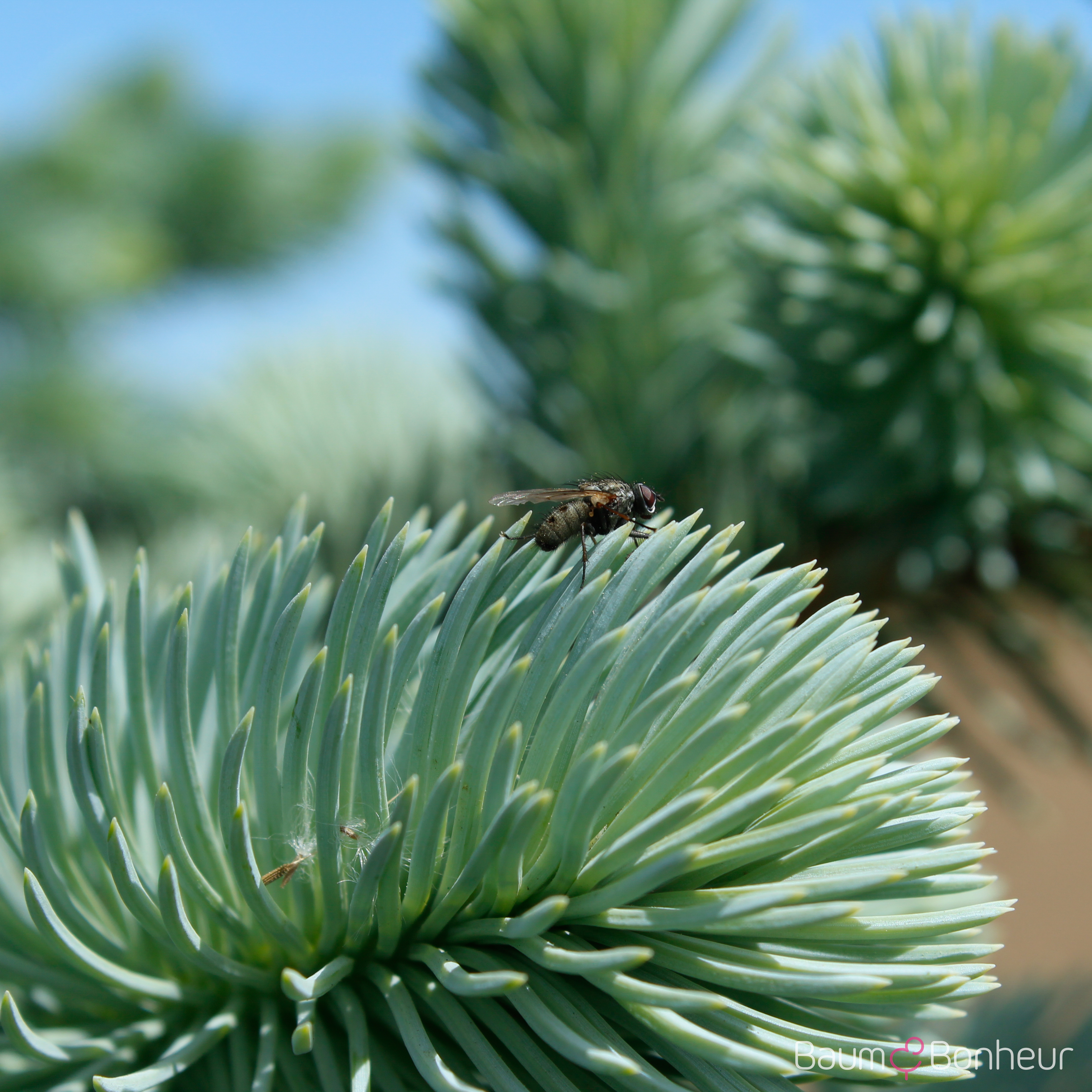 Picea pungens 'Hoopsii'