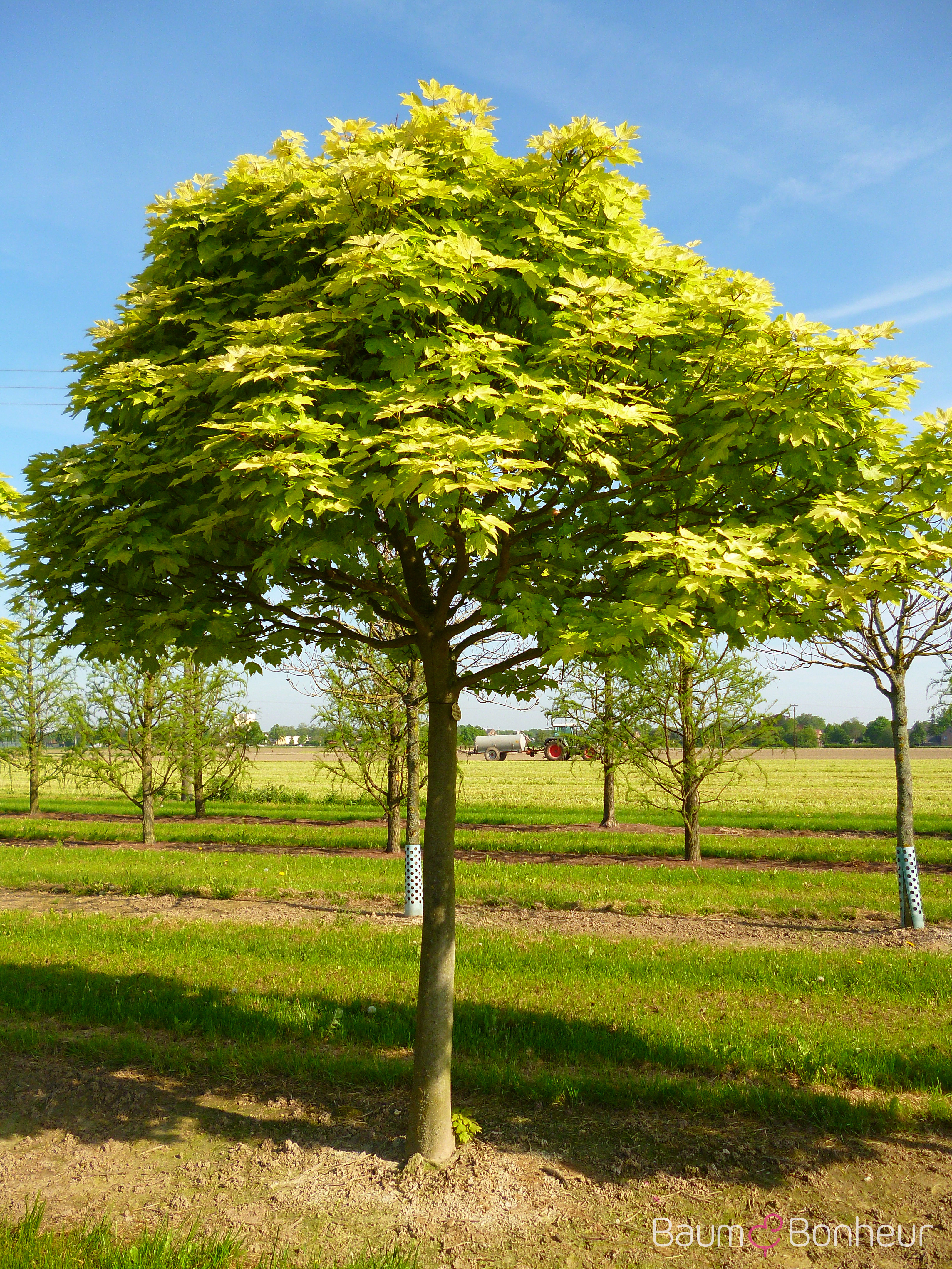 Acer pseudoplatanus 'Brilliantissimum'