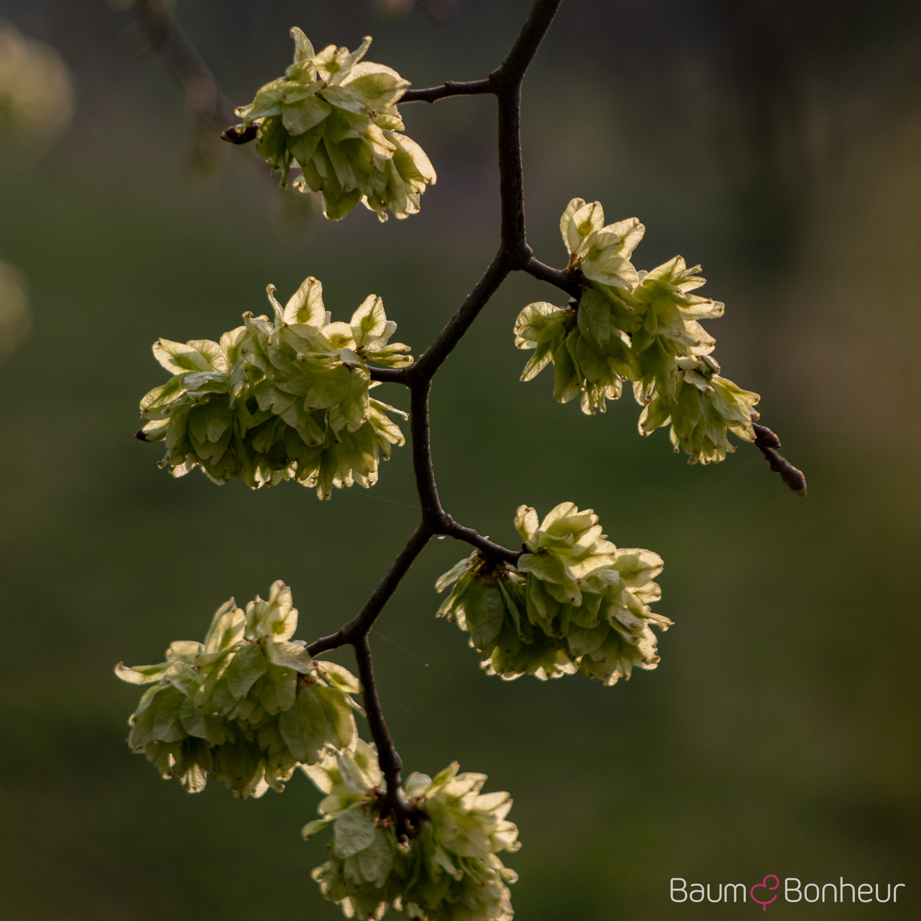 Ulmus glabra 'Camperdownii'