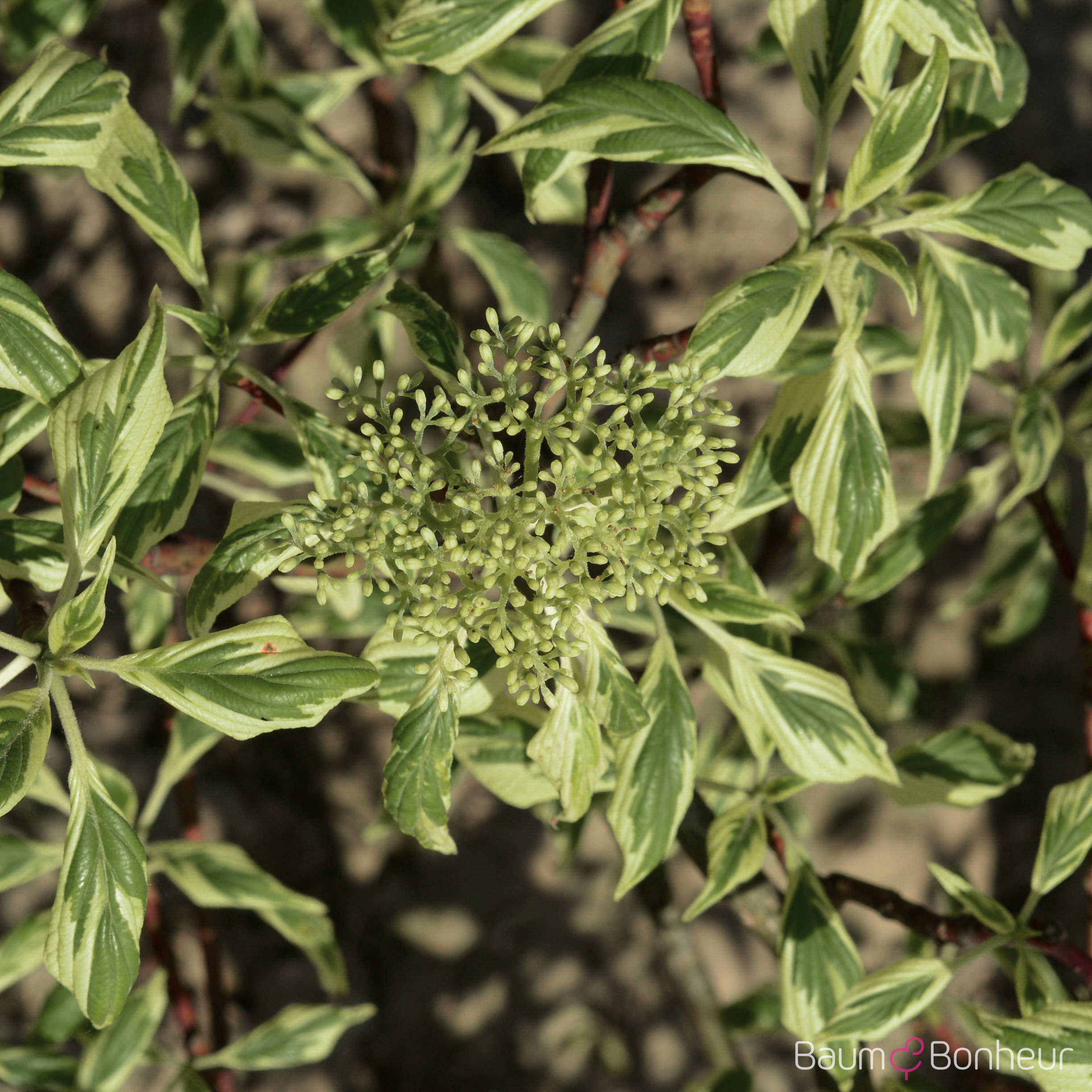 Cornus controversa 'Variegata'