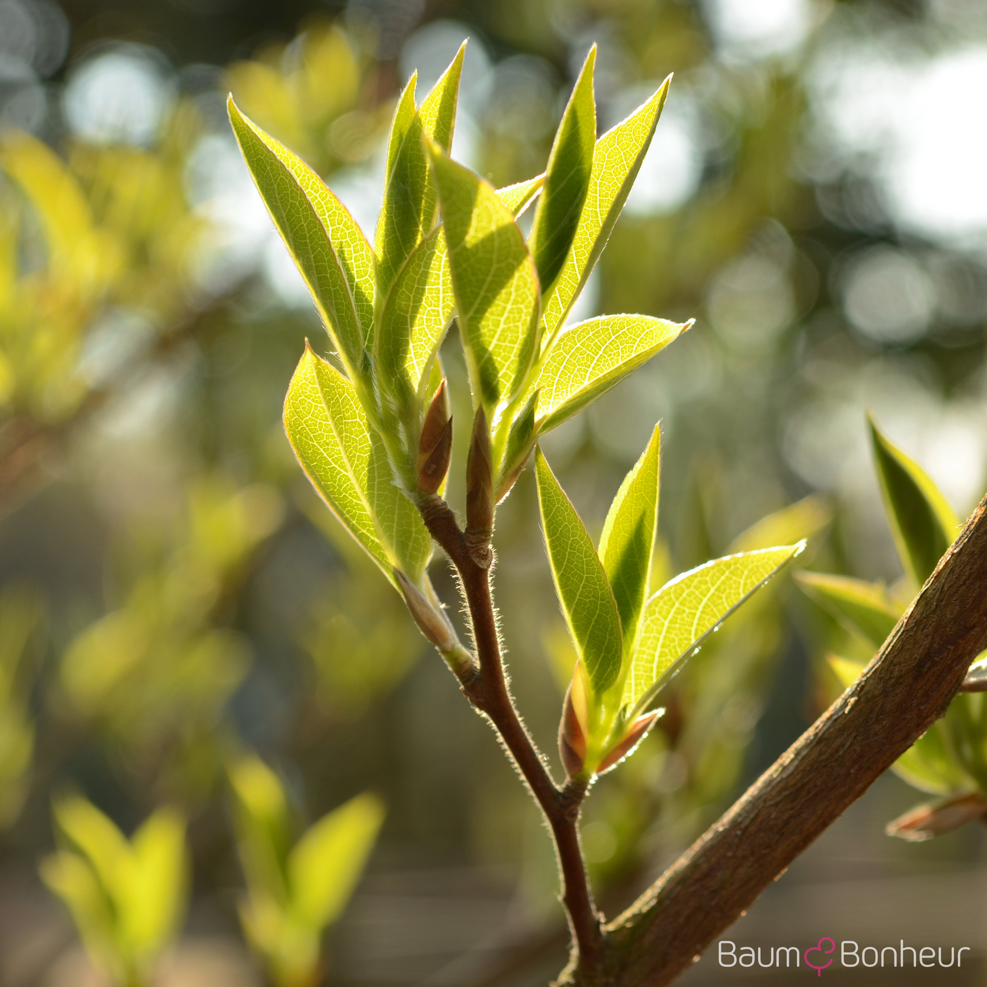 Stewartia pseudocamellia