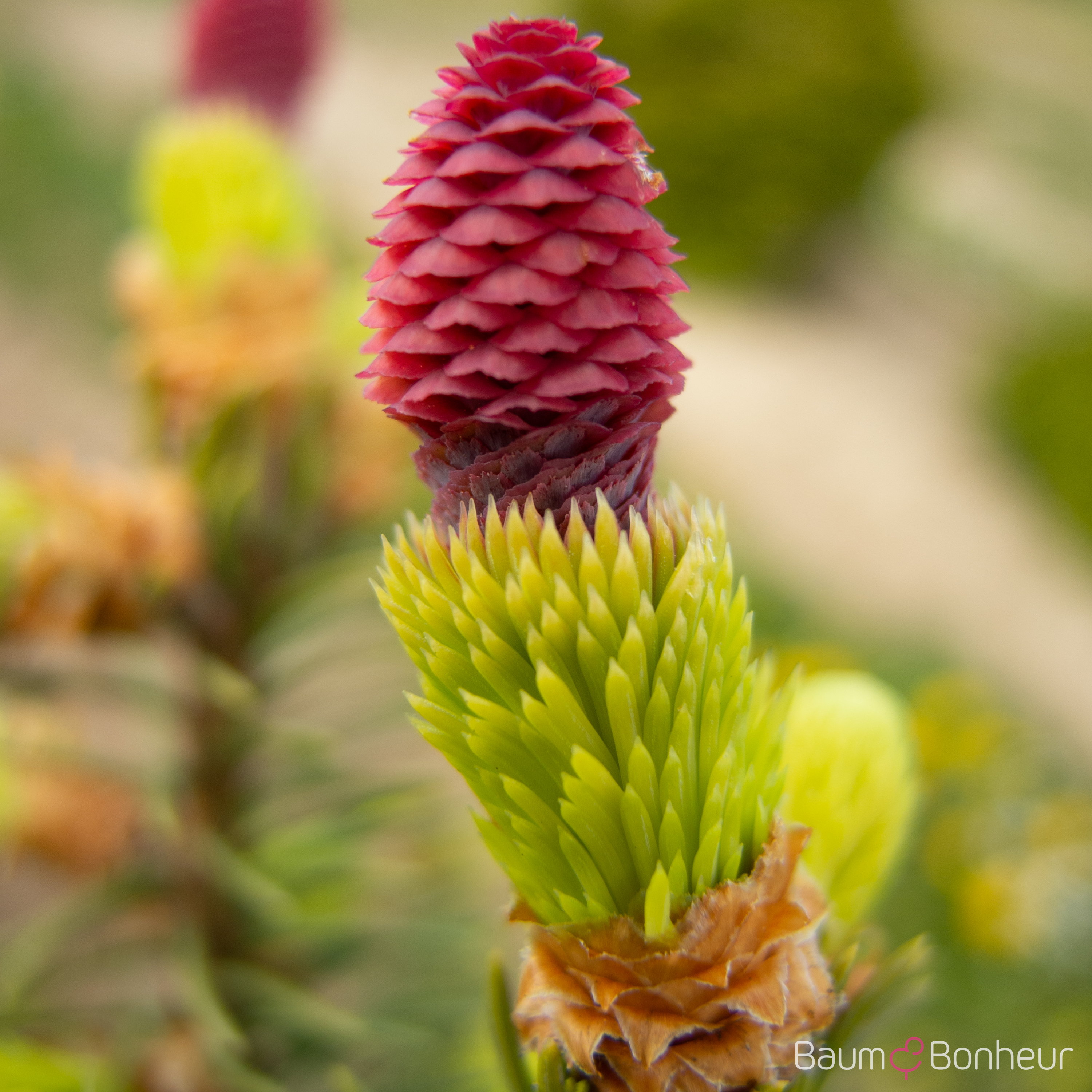 Picea abies 'Acrocona'