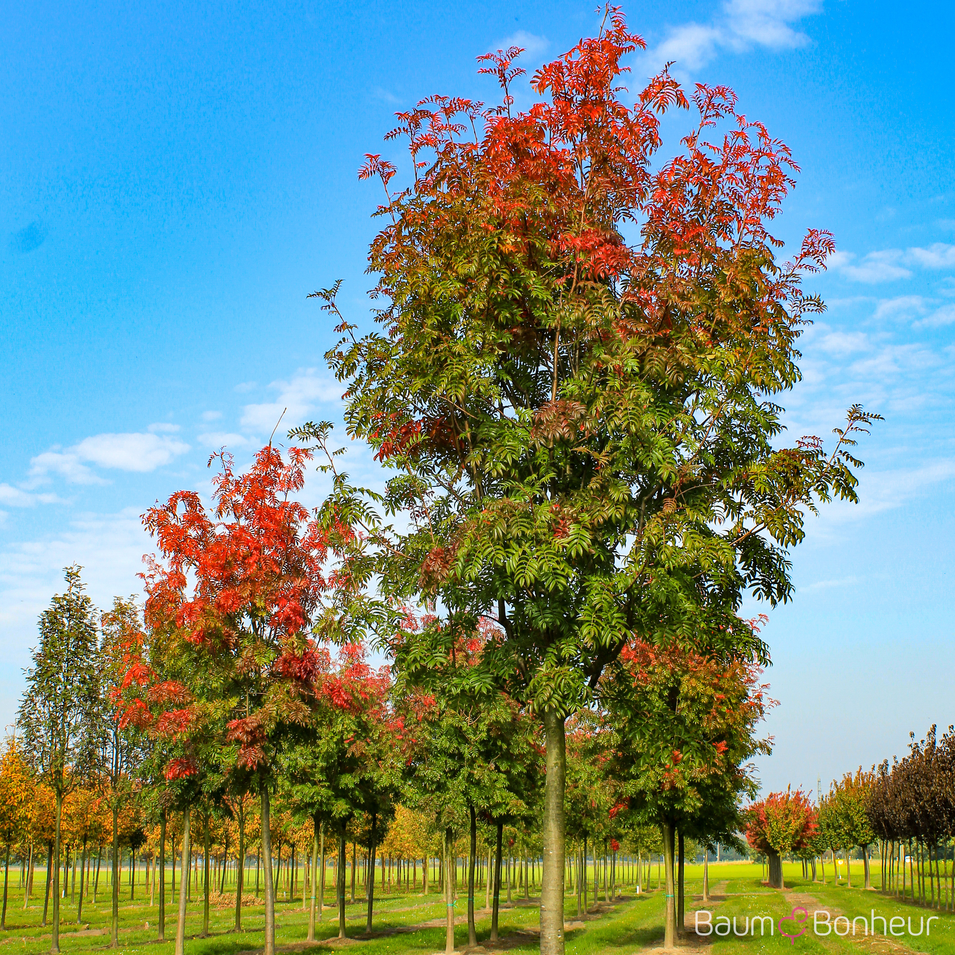 Sorbus 'Dodong'