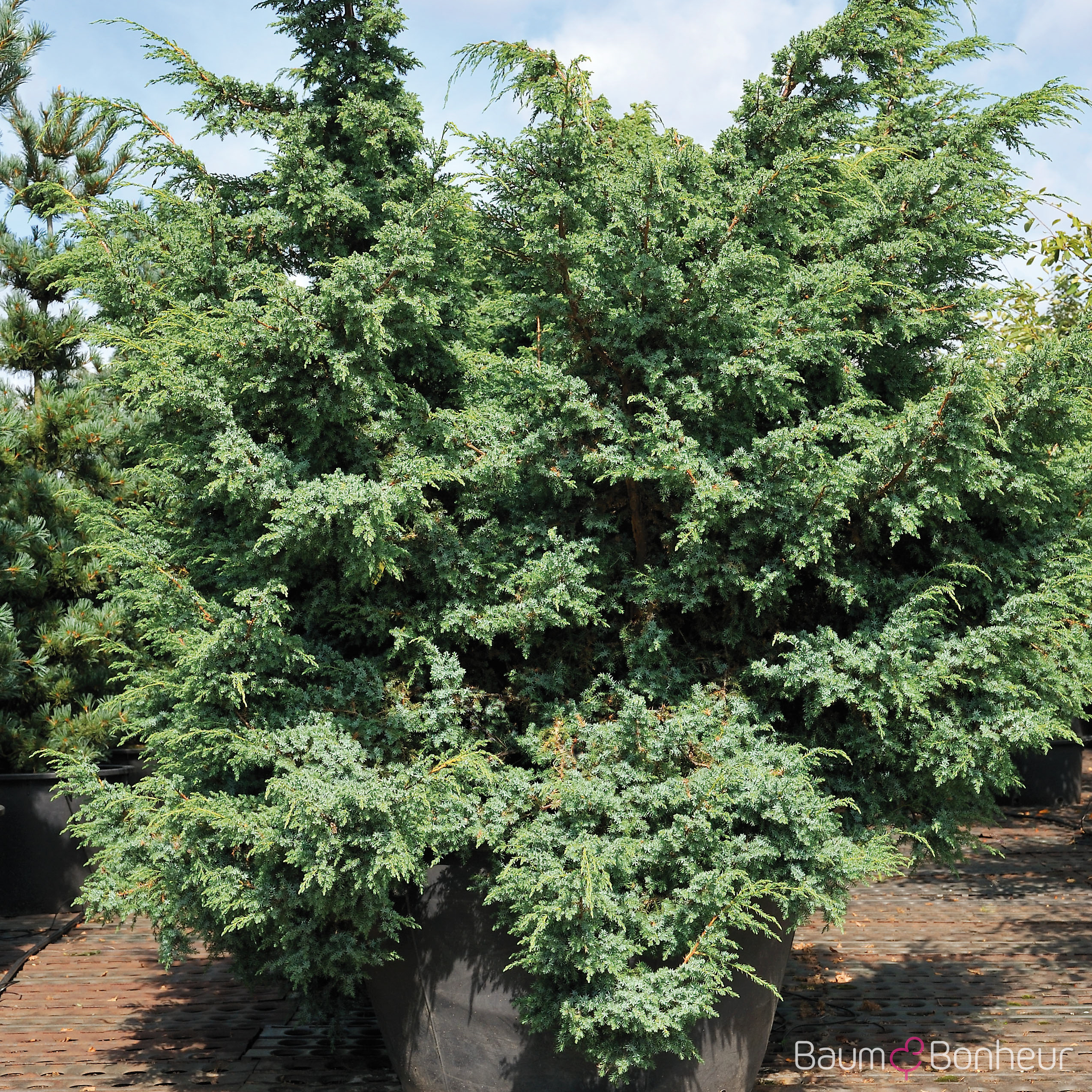 Juniperus chinensis 'Blue Alps'