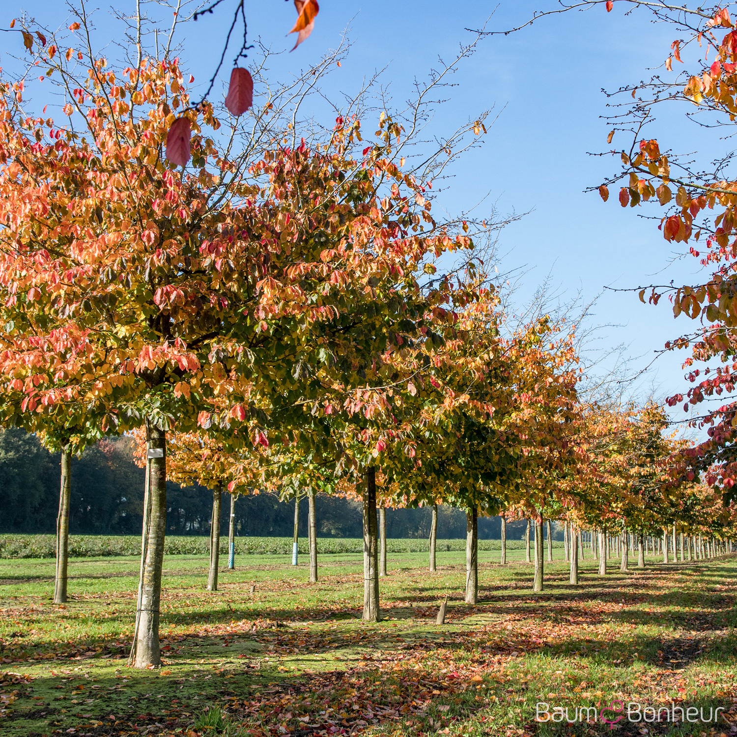 Parrotia persica