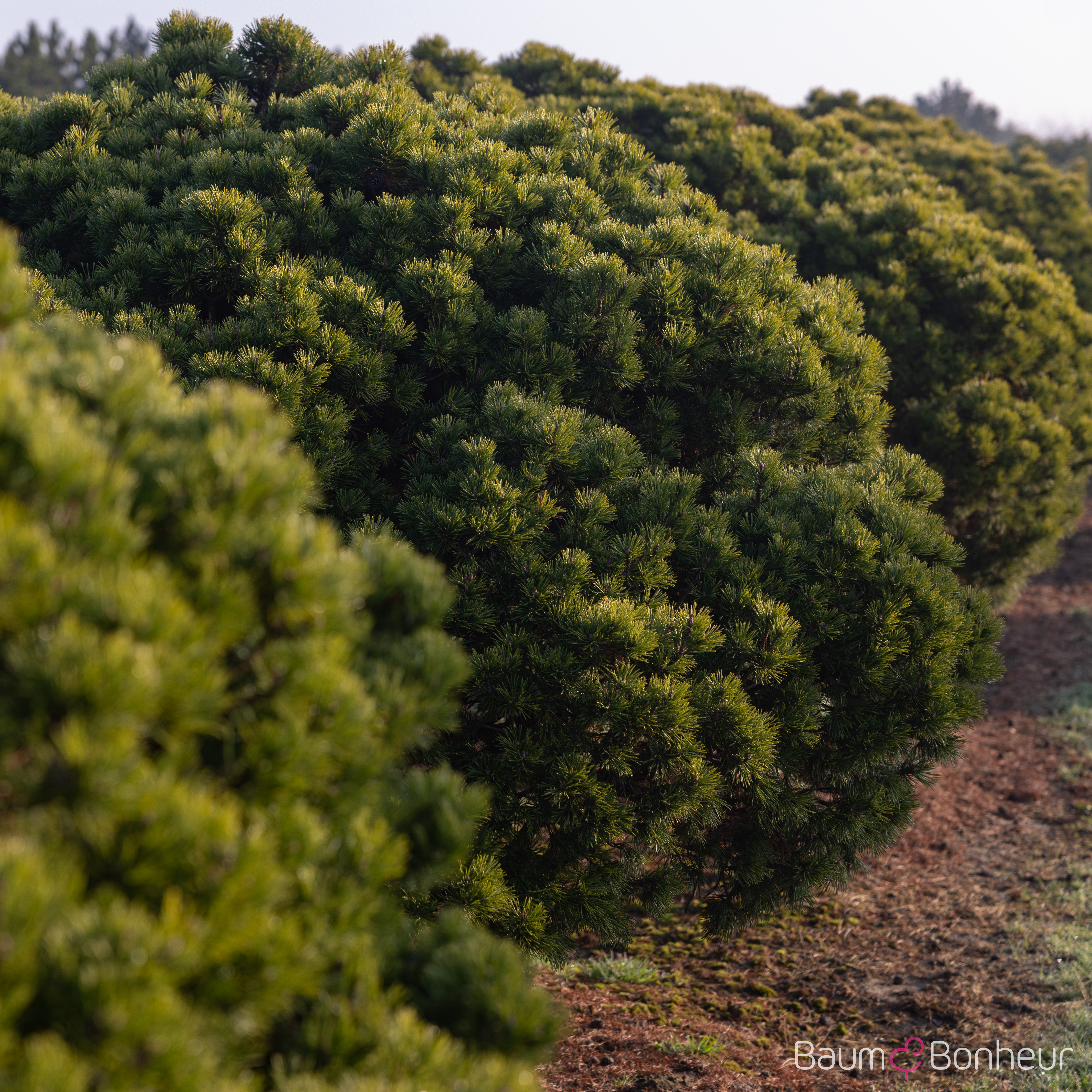 Pinus mugo 'Mops'