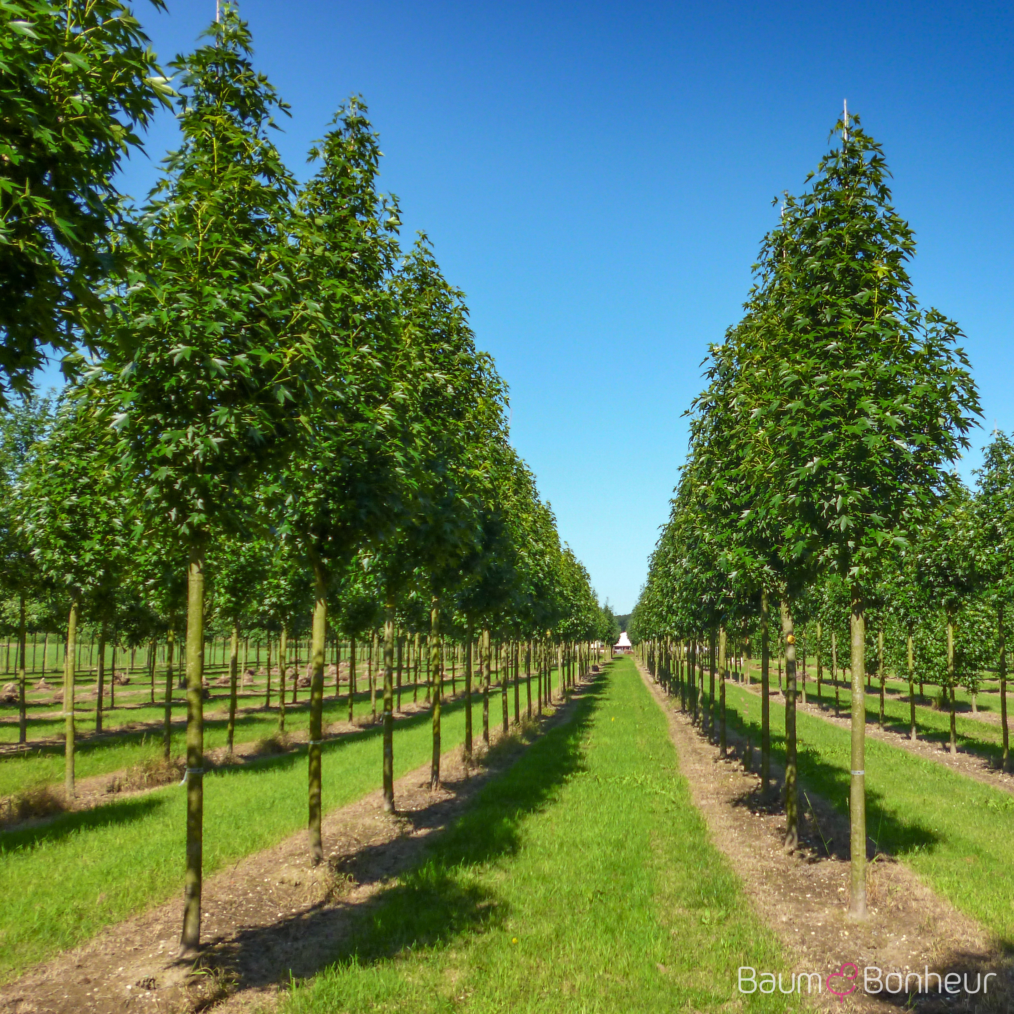 Liquidambar styraciflua 'Paarl' -S-