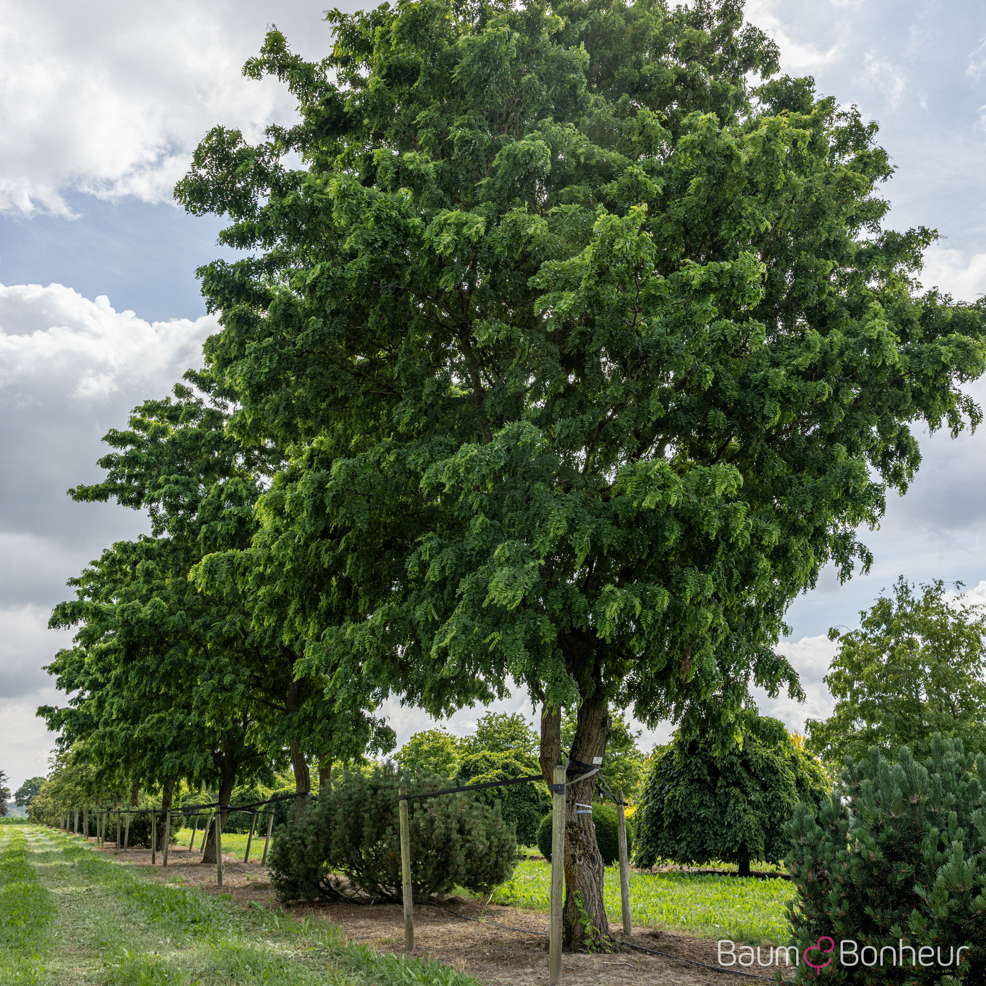 Robinia pseudoacacia 'Tortuosa'