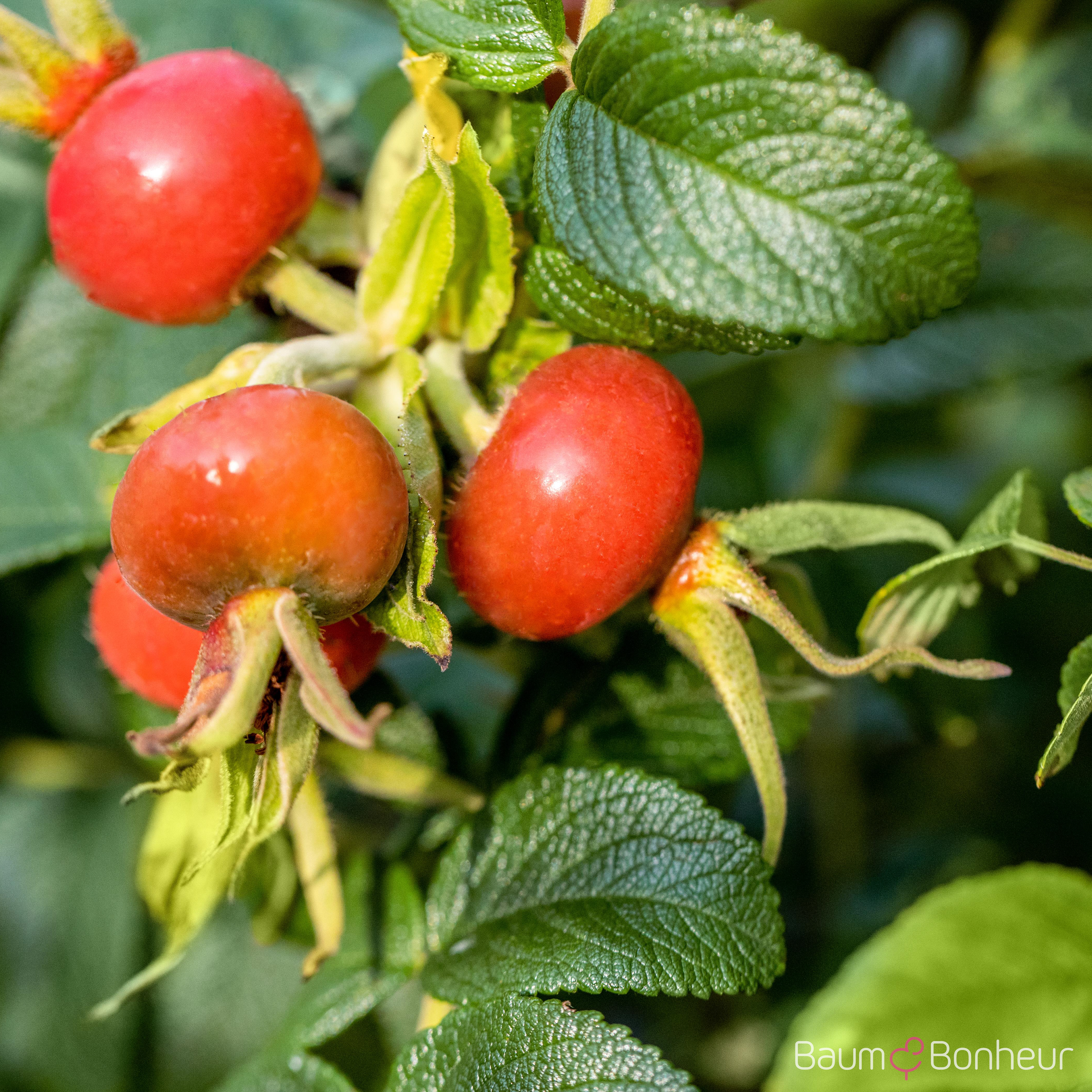 Rosa rugosa alba