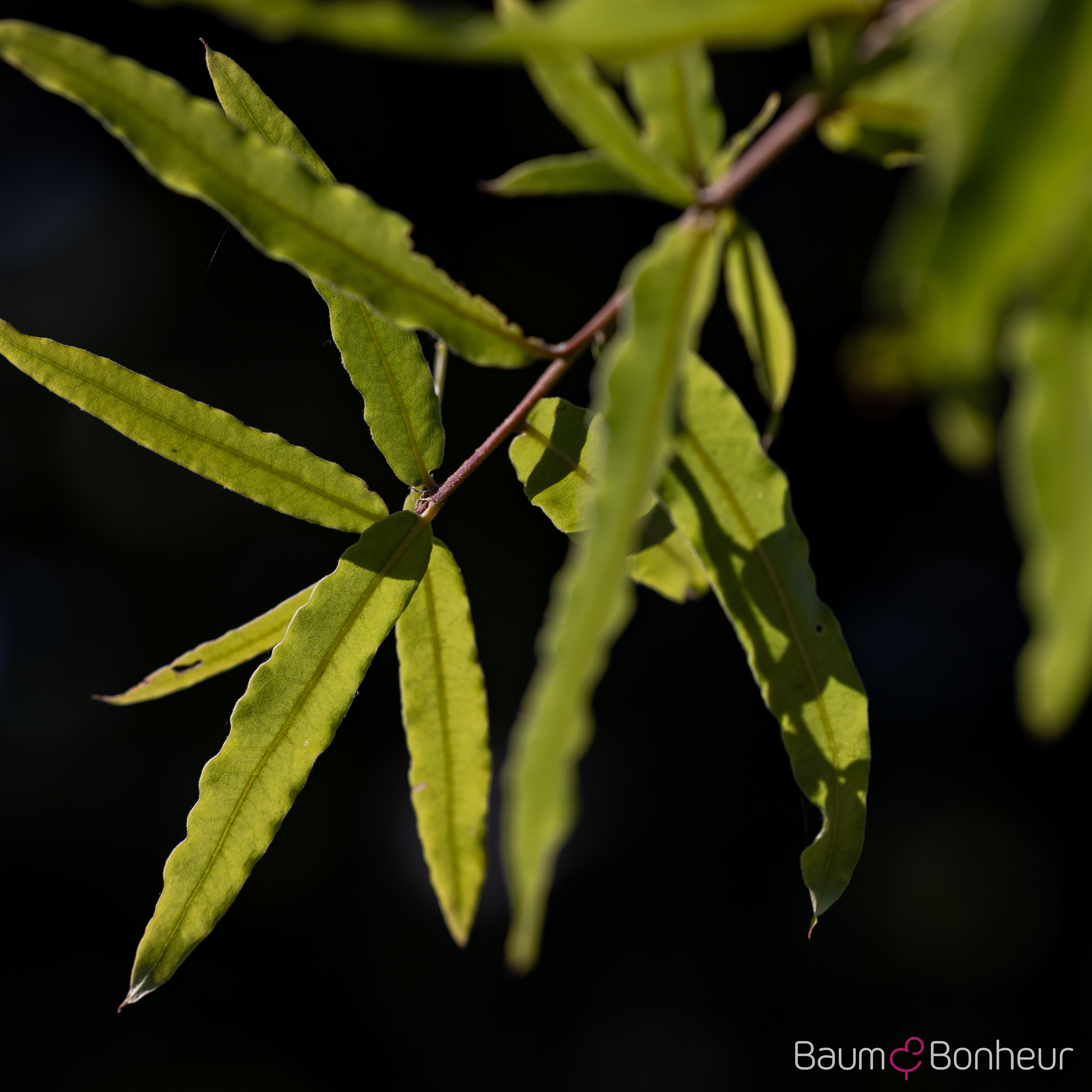 Quercus phellos