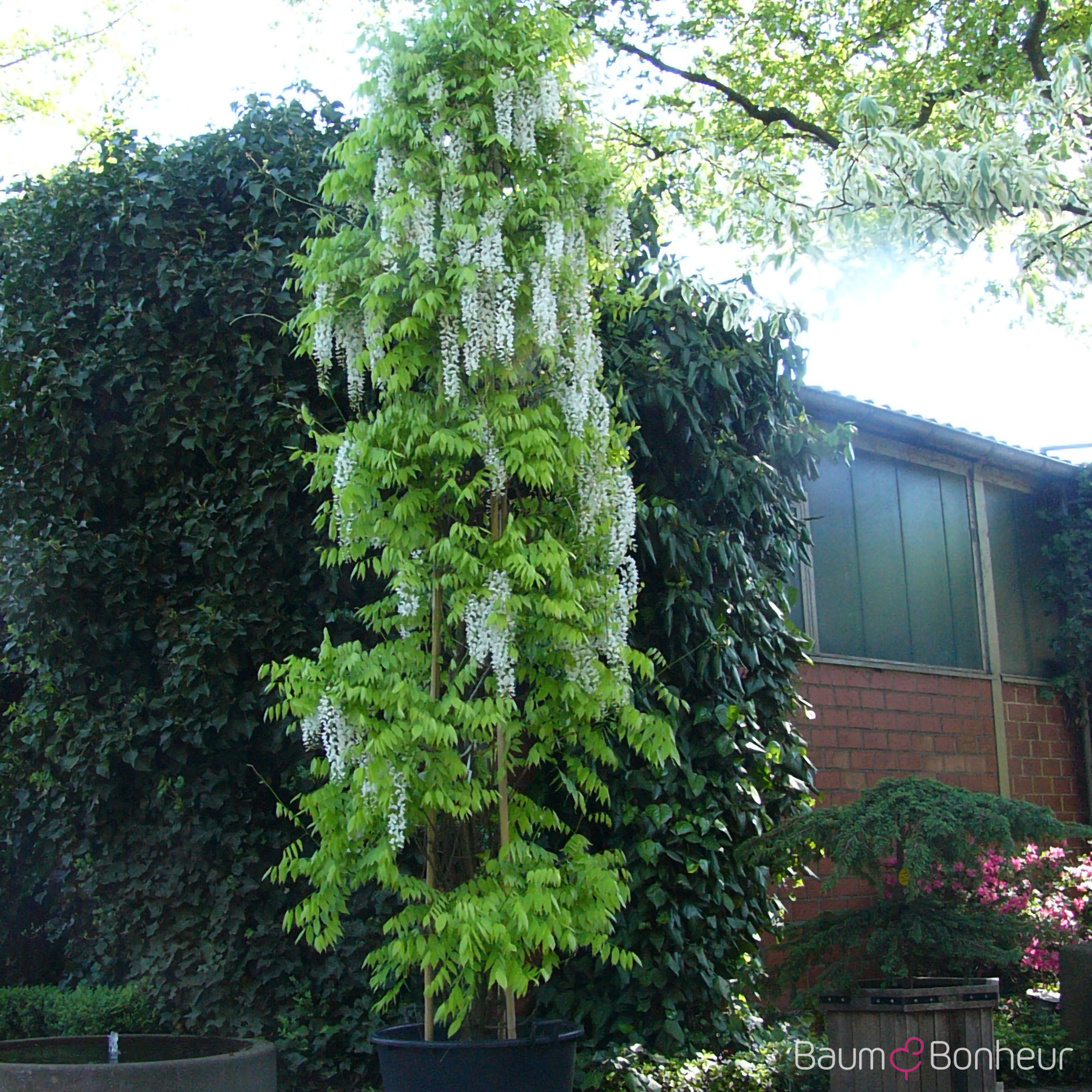 Wisteria sinensis 'Alba'
