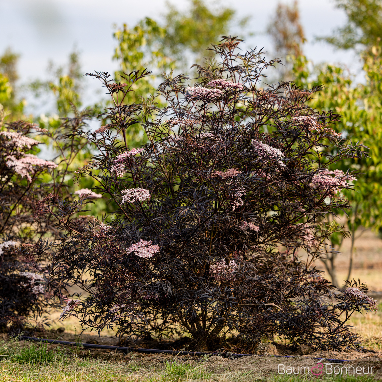 Sambucus nigra 'Black Lace' -R--S-