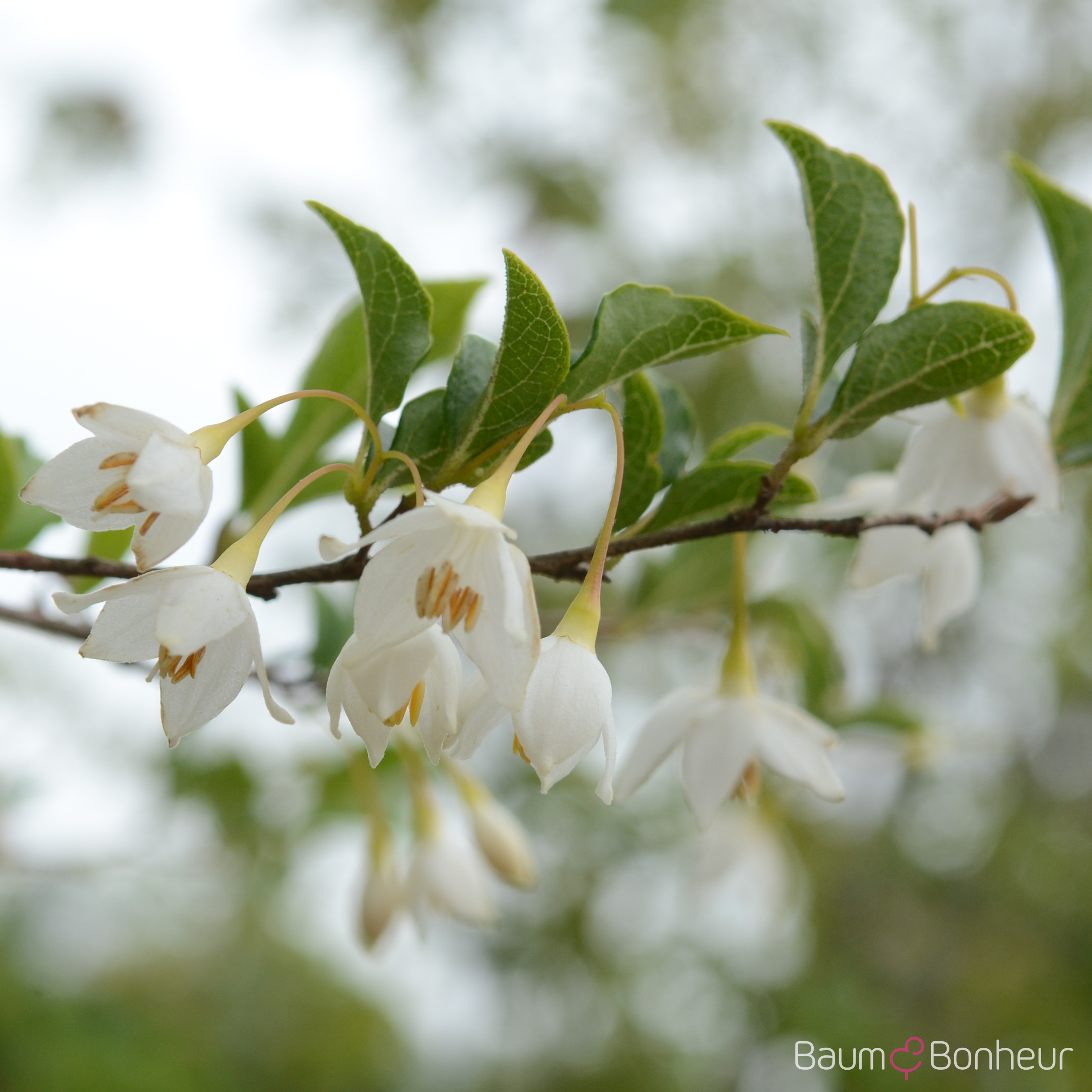 Styrax japonicus