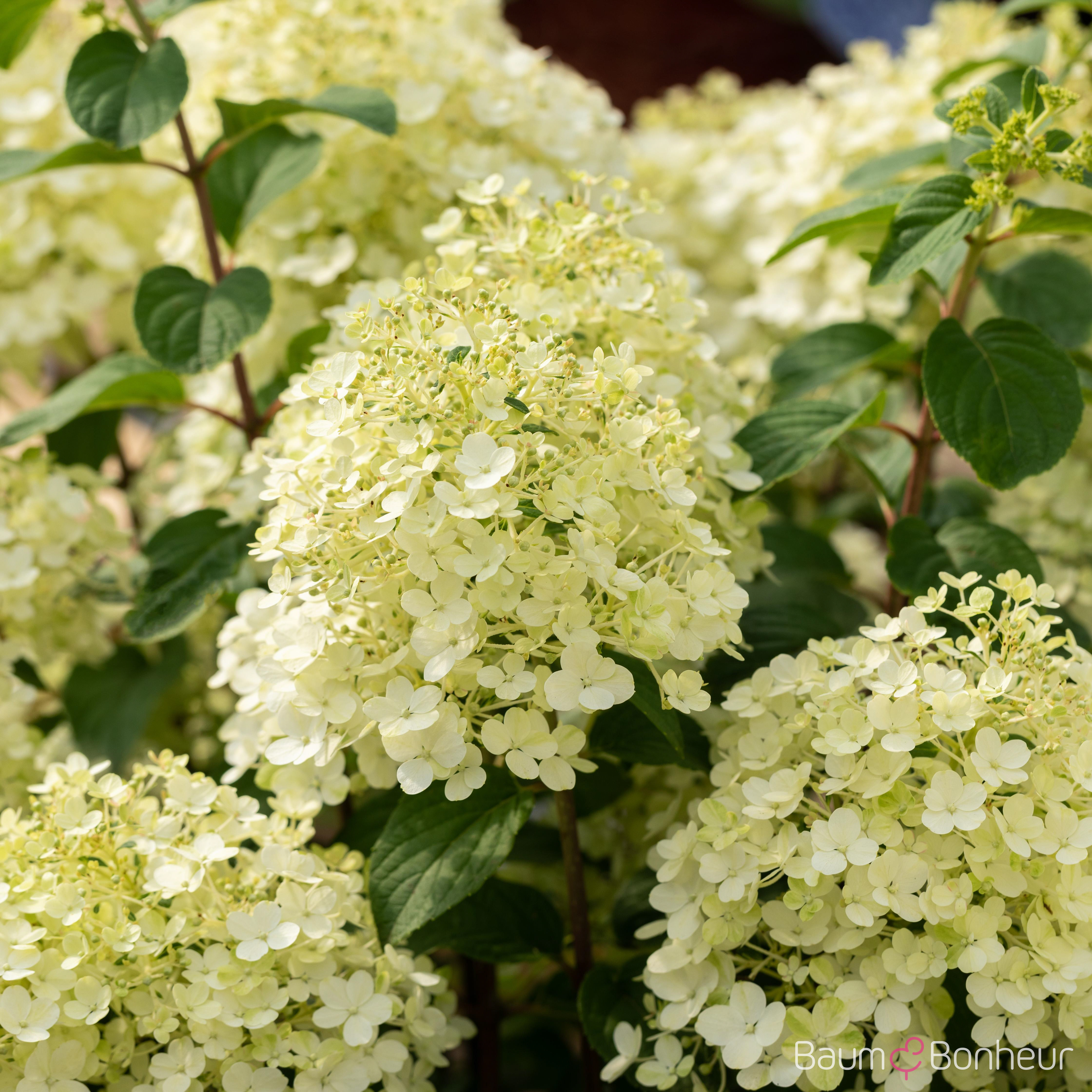 Hydrangea paniculata 'Bobo' -R-