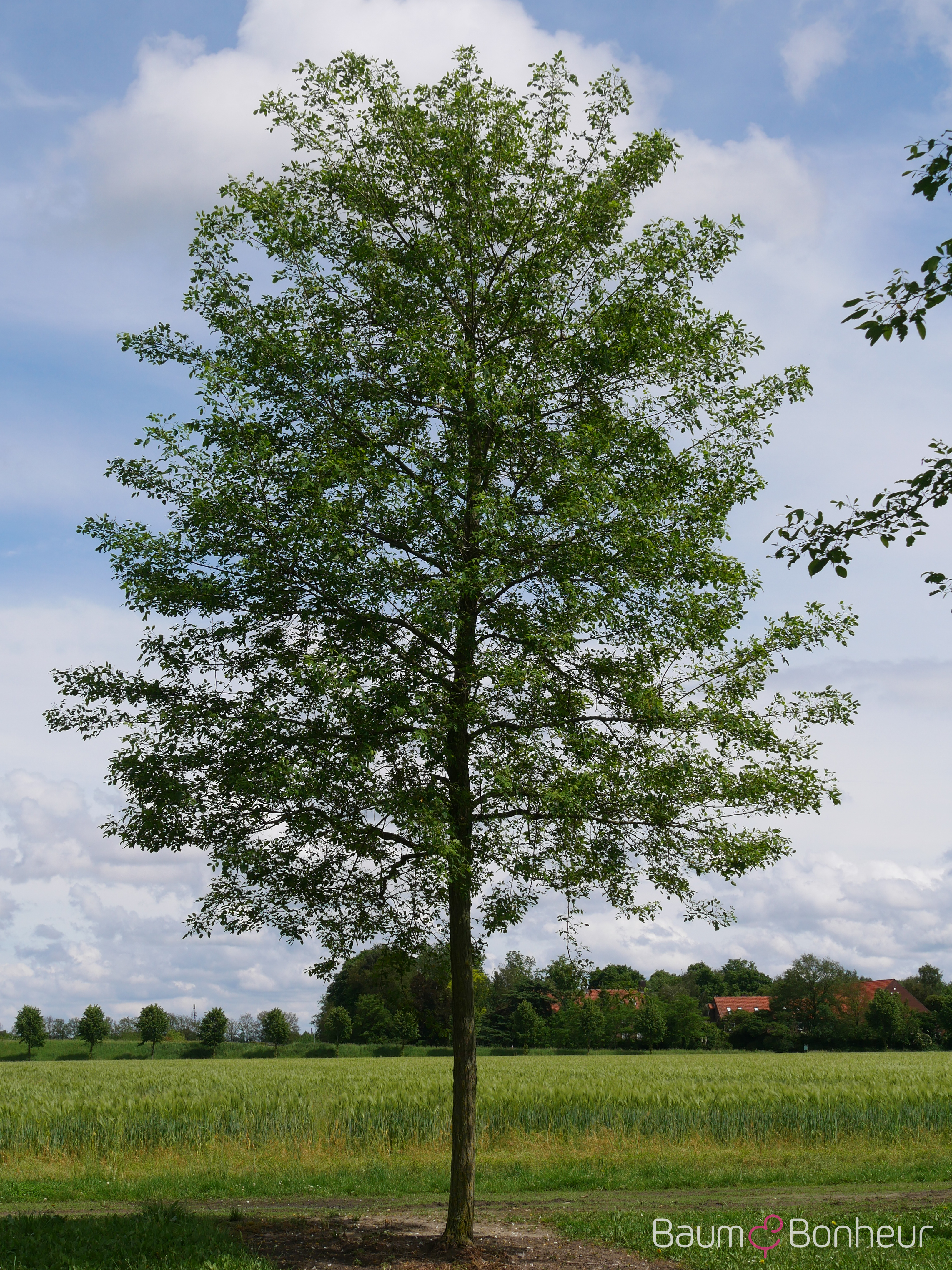 Robinia pseudoacacia 'Unifoliola'