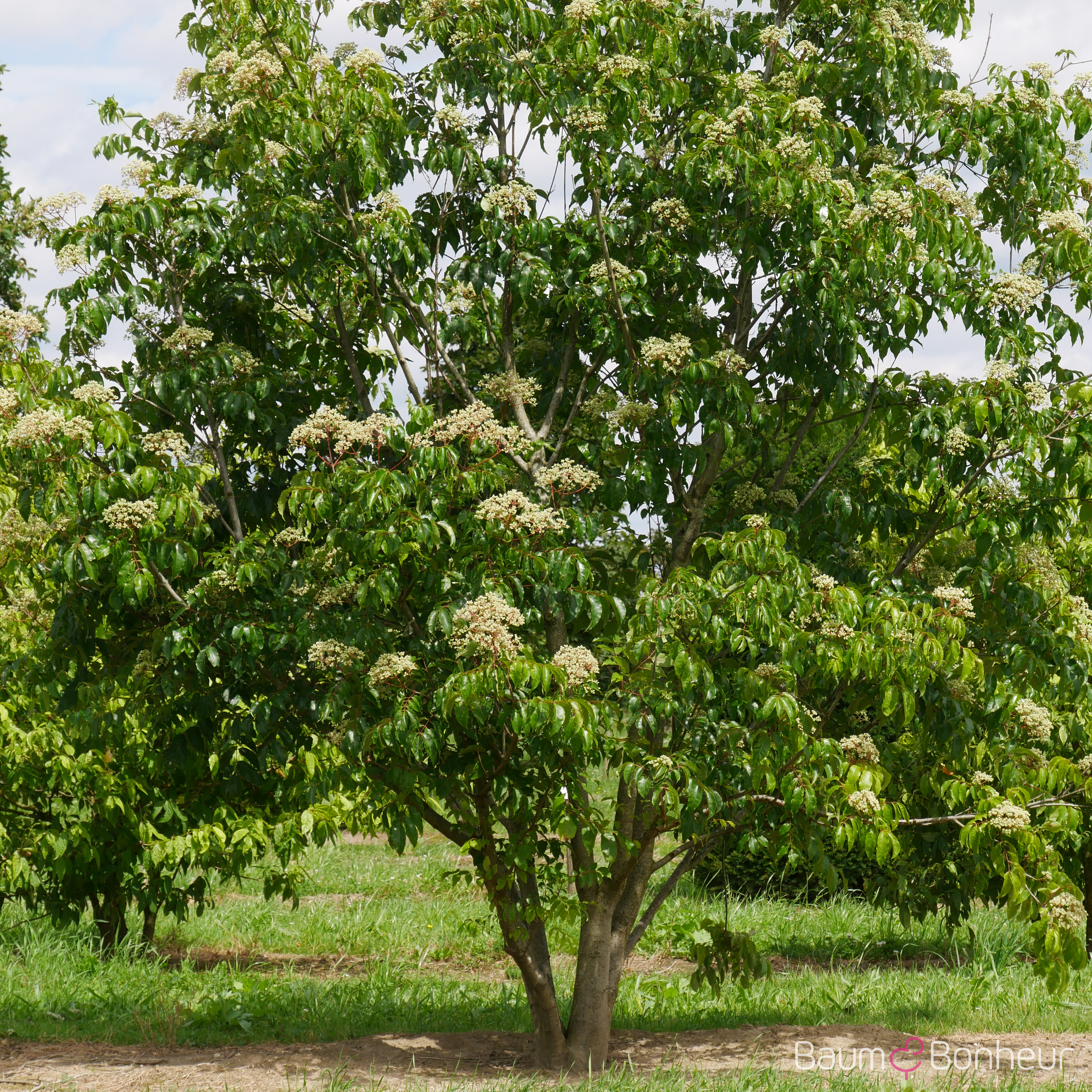 Tetradium daniellii var. hupehensis
