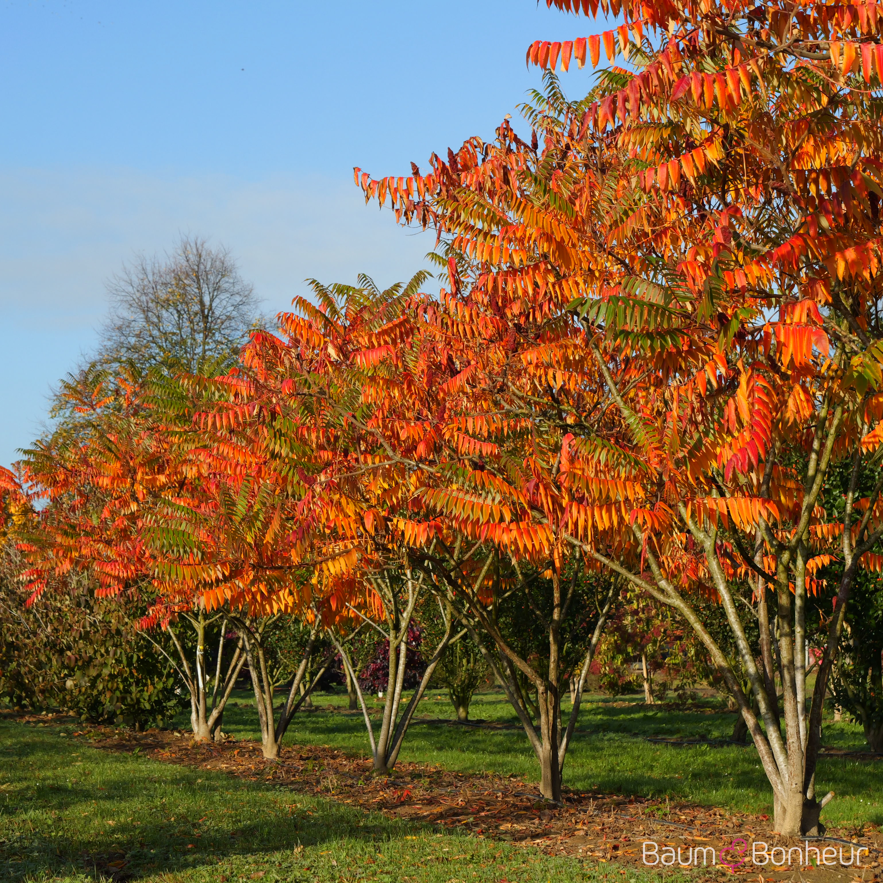 Rhus typhina