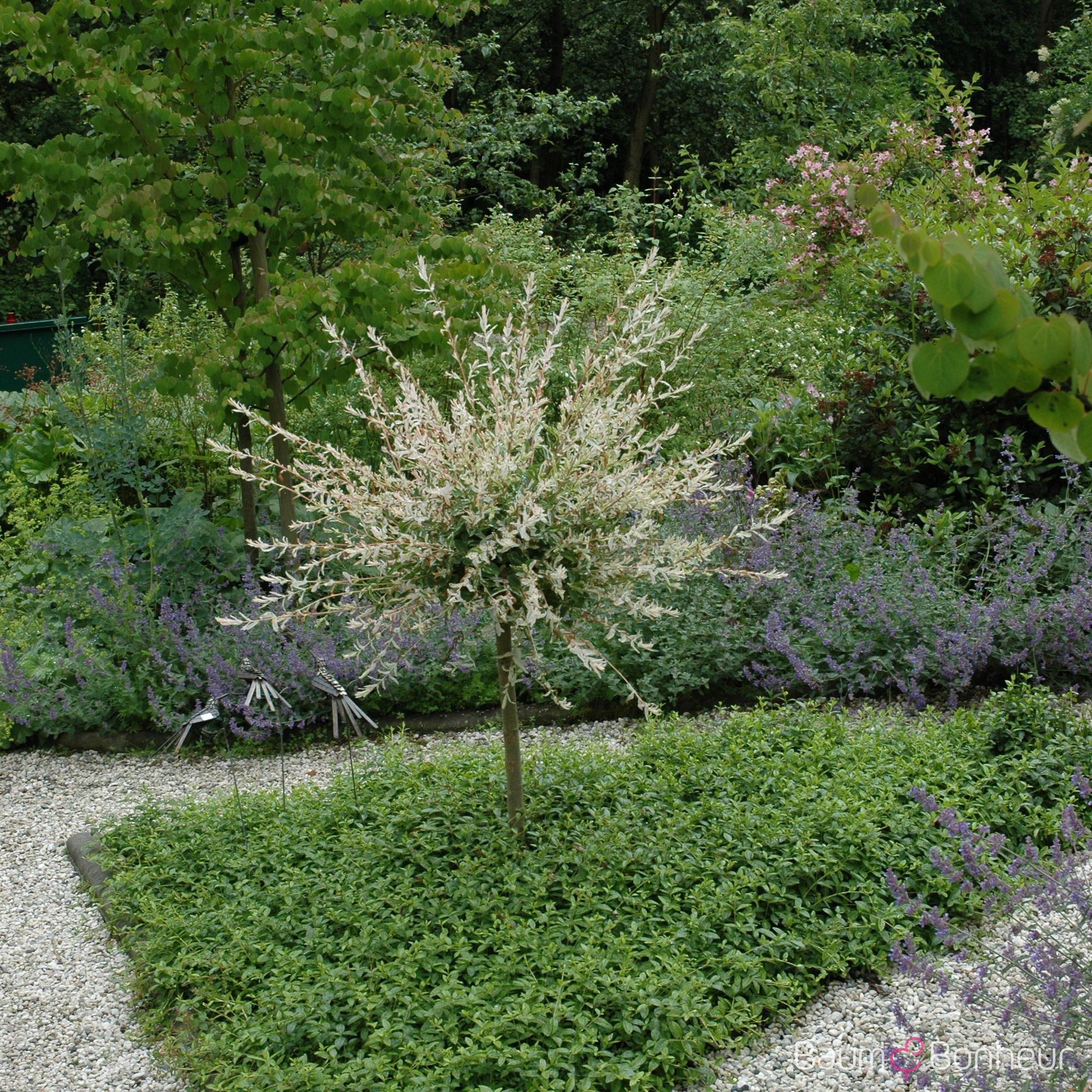 Salix integra 'Hakuro Nishiki'