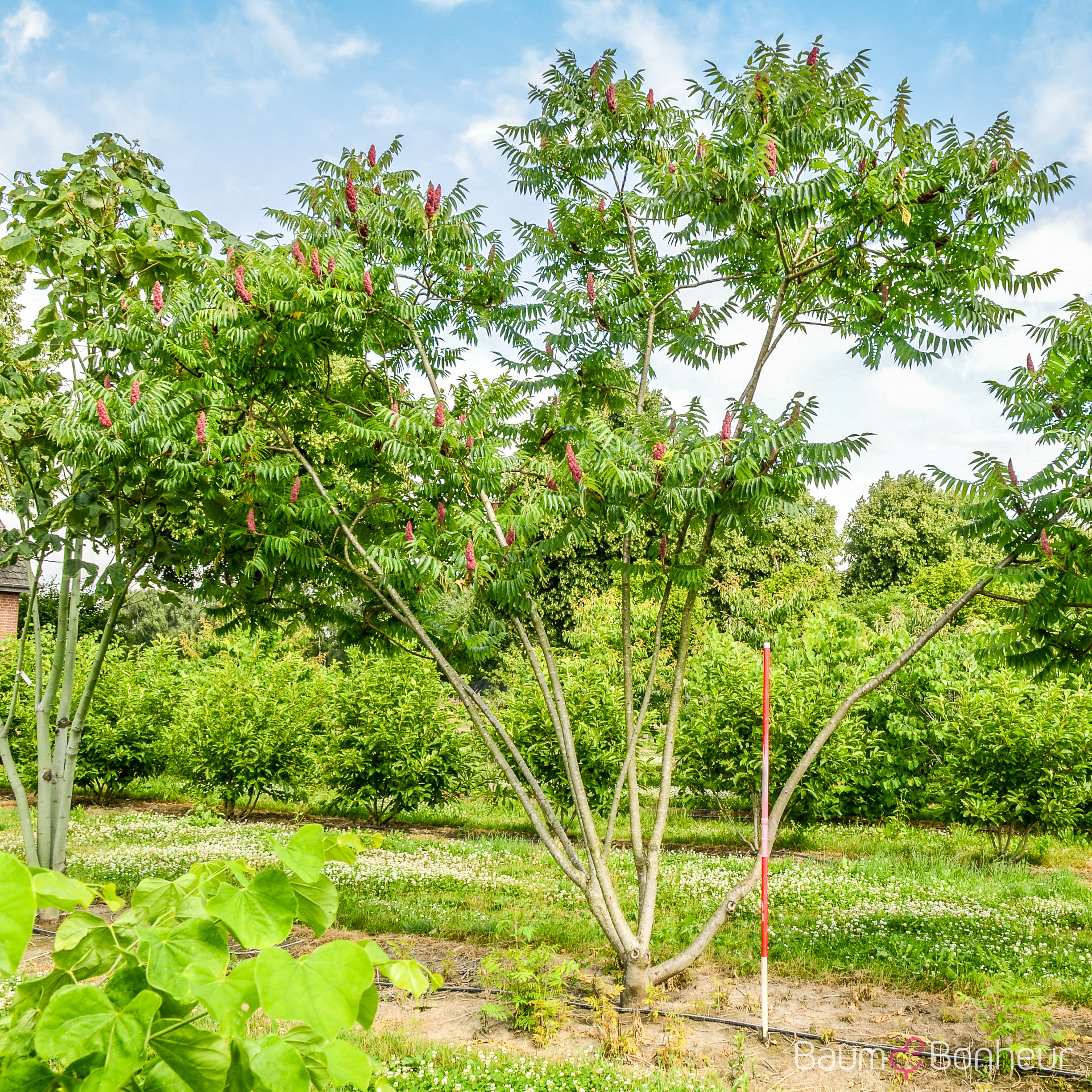 Rhus typhina