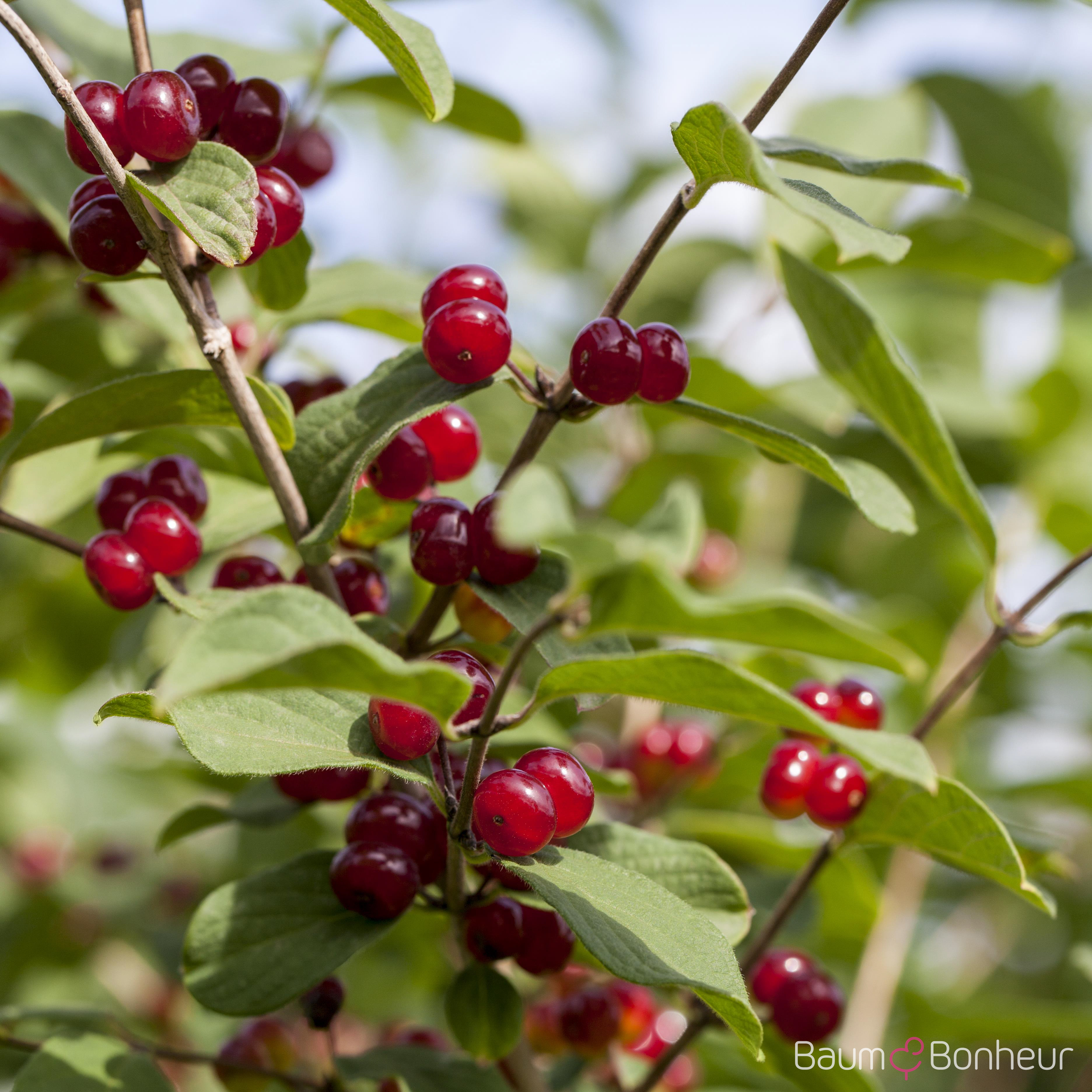 Lonicera tatarica